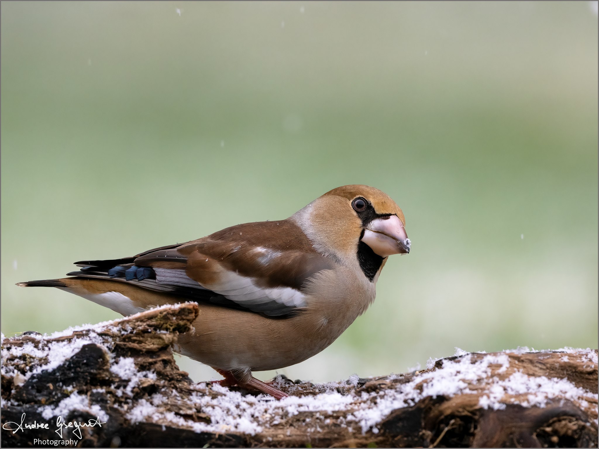 Hawfinch