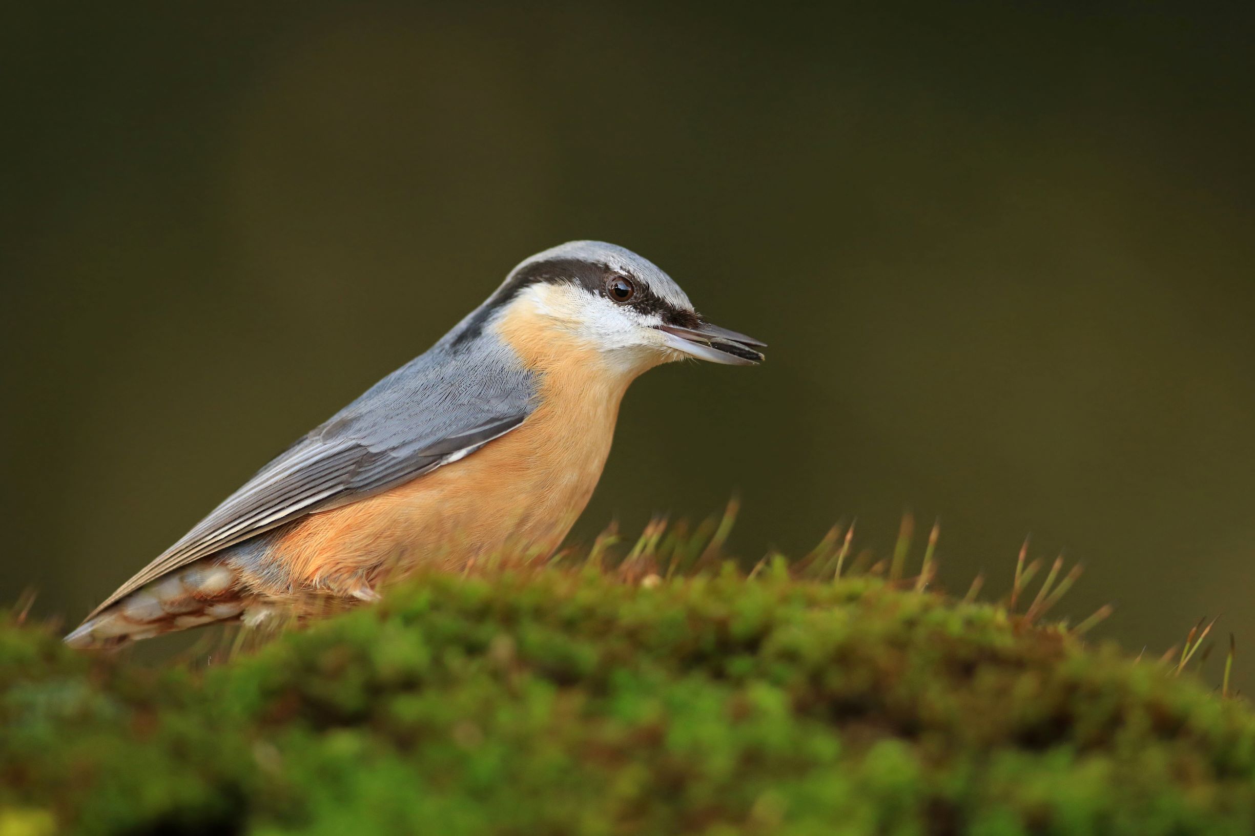 Kleiber (Sitta europaea)