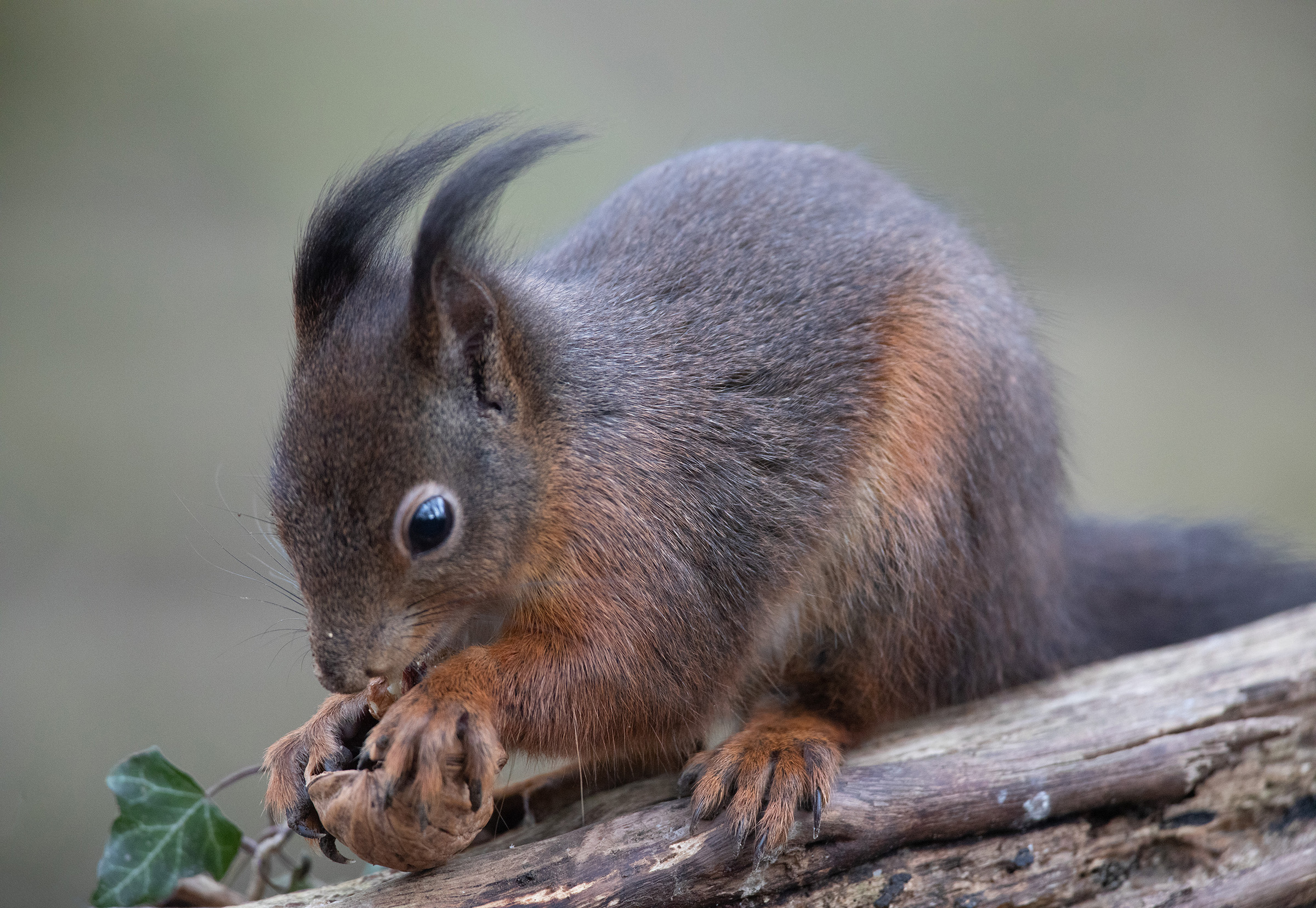 Eichhörnchen