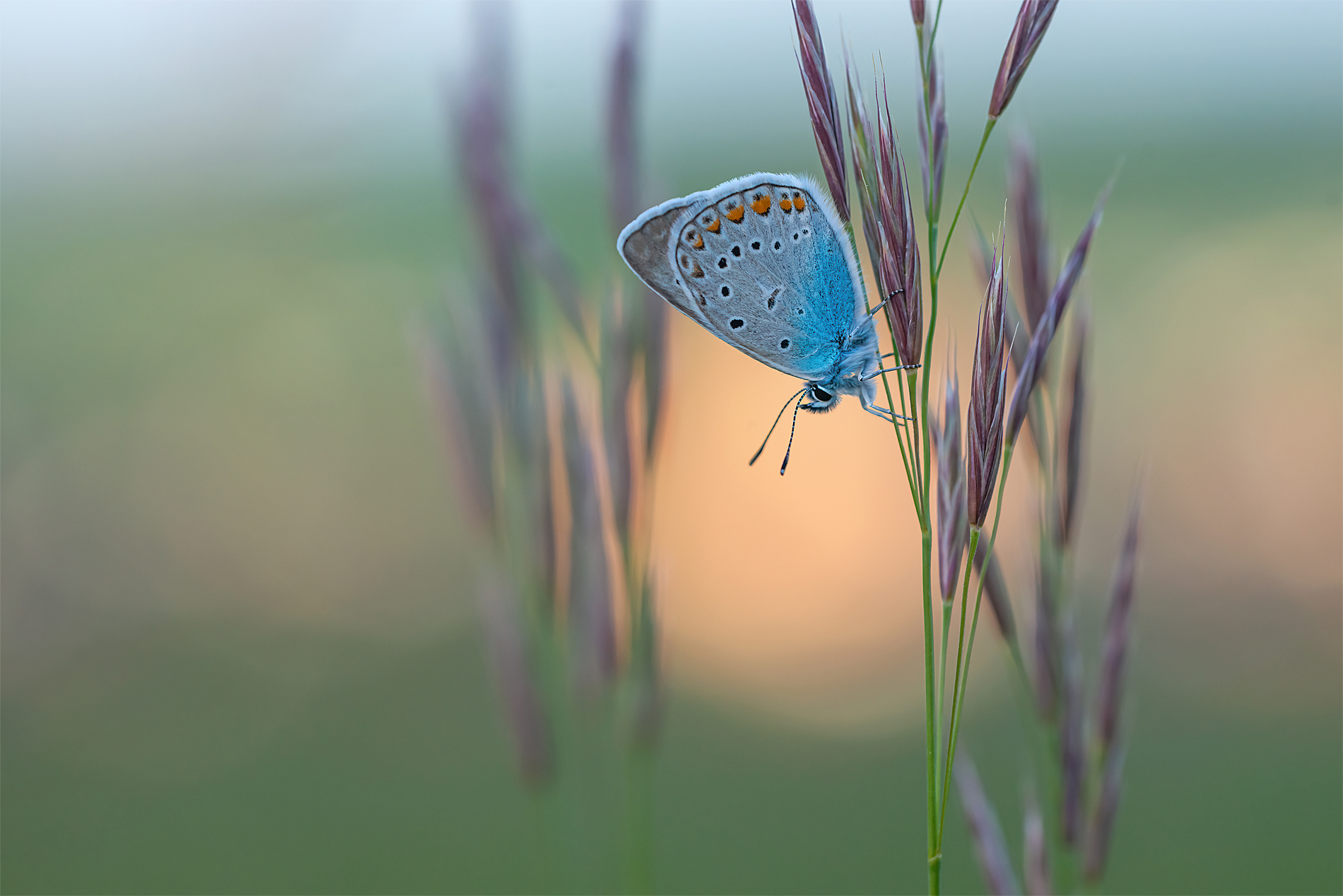 Prächtiger Bläuling (Polyommatus amandus)