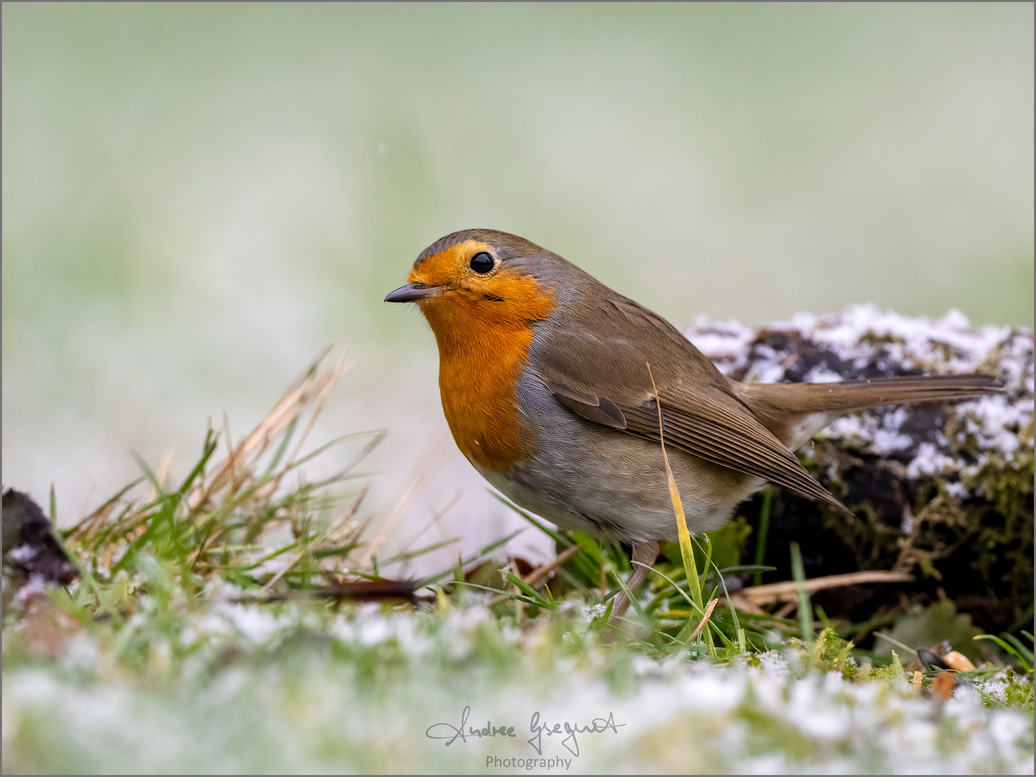 Robin