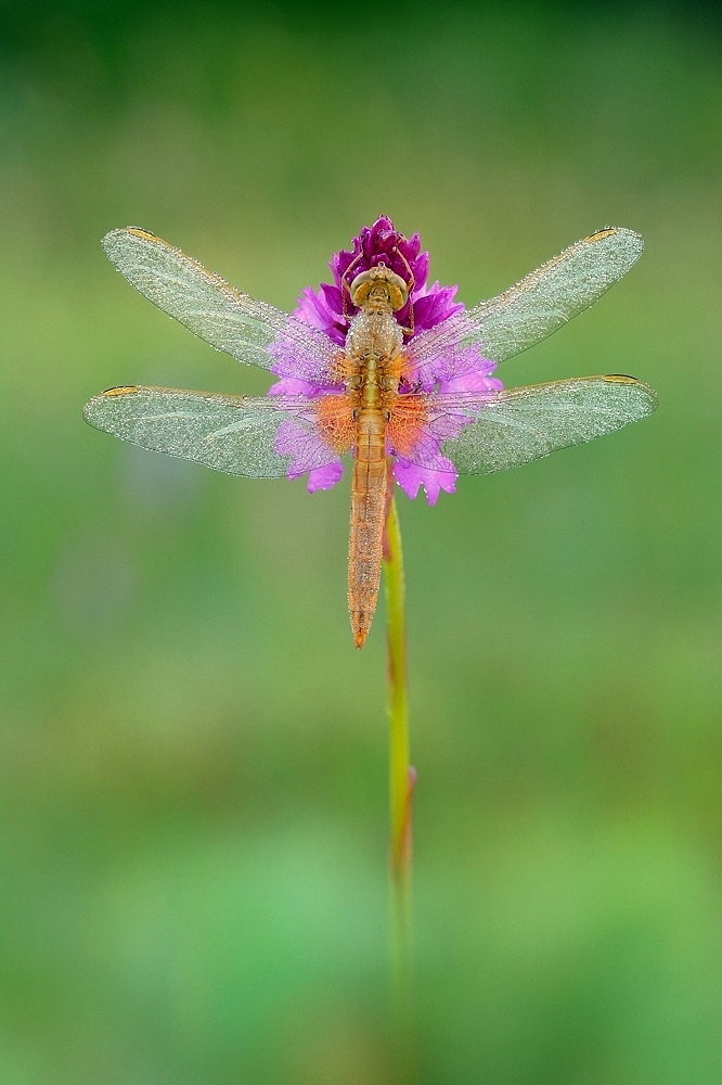 Feuerlibelle