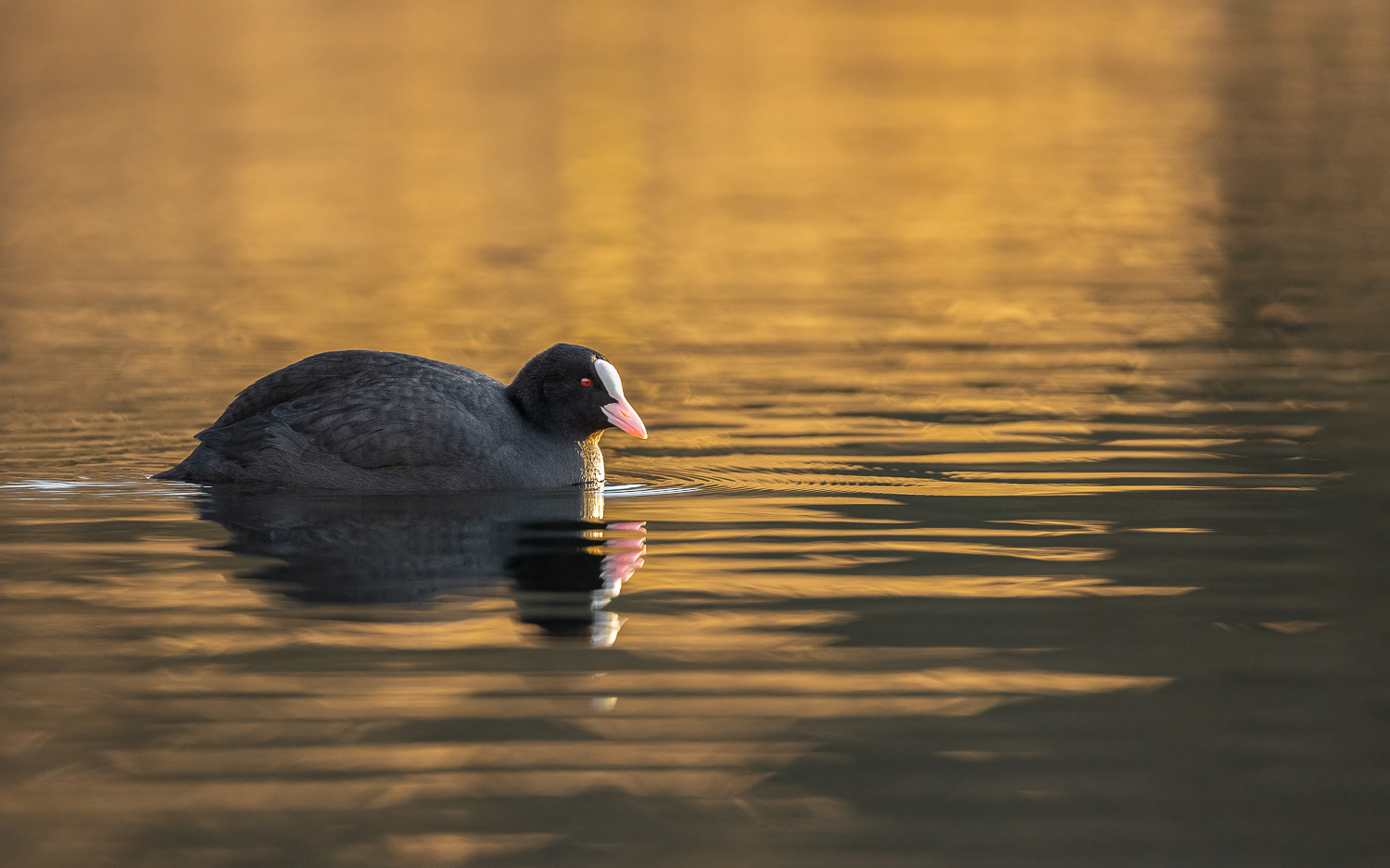 Abends am See