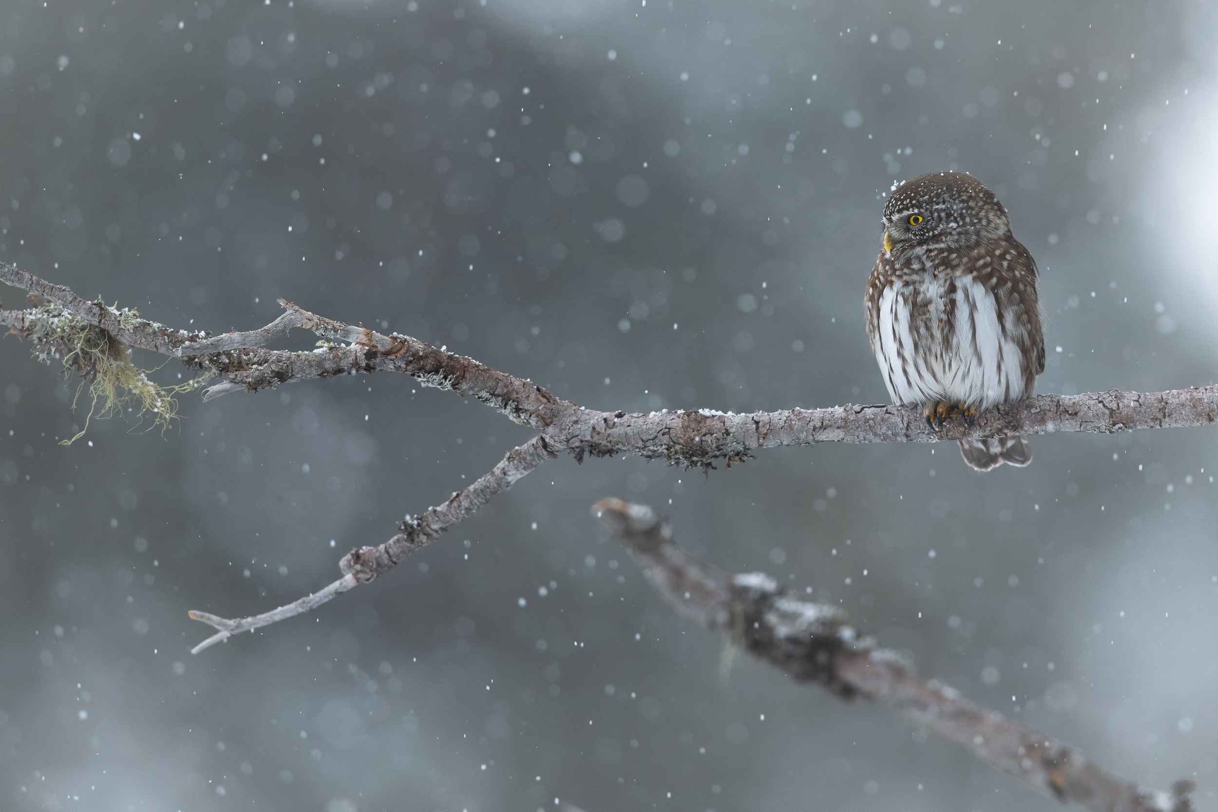 Schneeflocken schauen