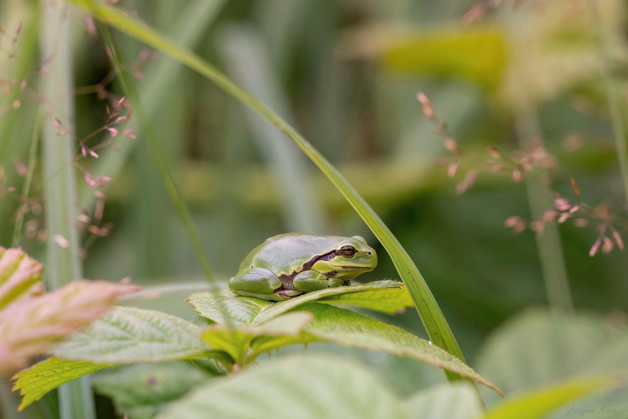 Im Laubfroschdschungel