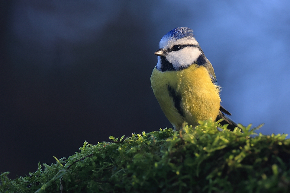 Blaumeise - Cyanistes caeruleus