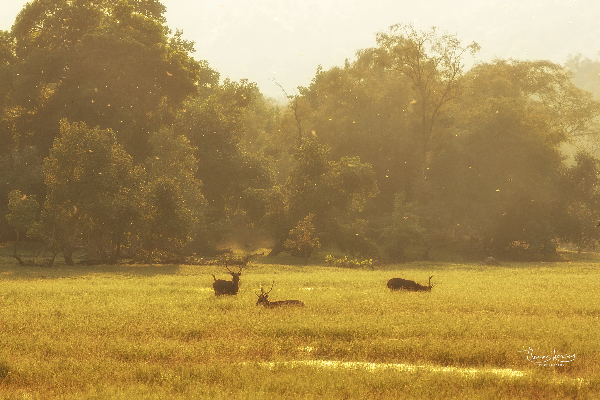 Auf Tigersafari in Indien