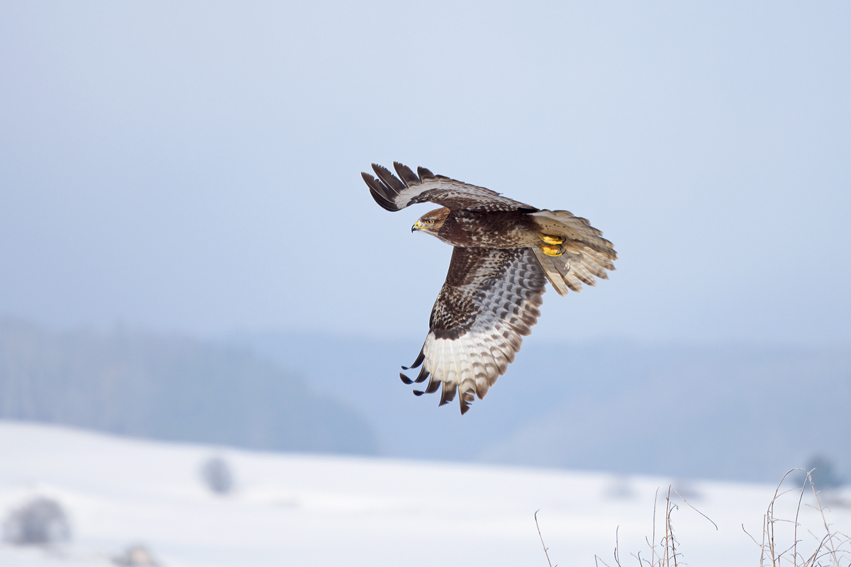 Mäusebussard