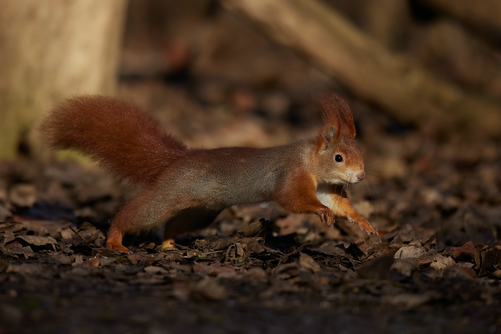 Eichhörnchen