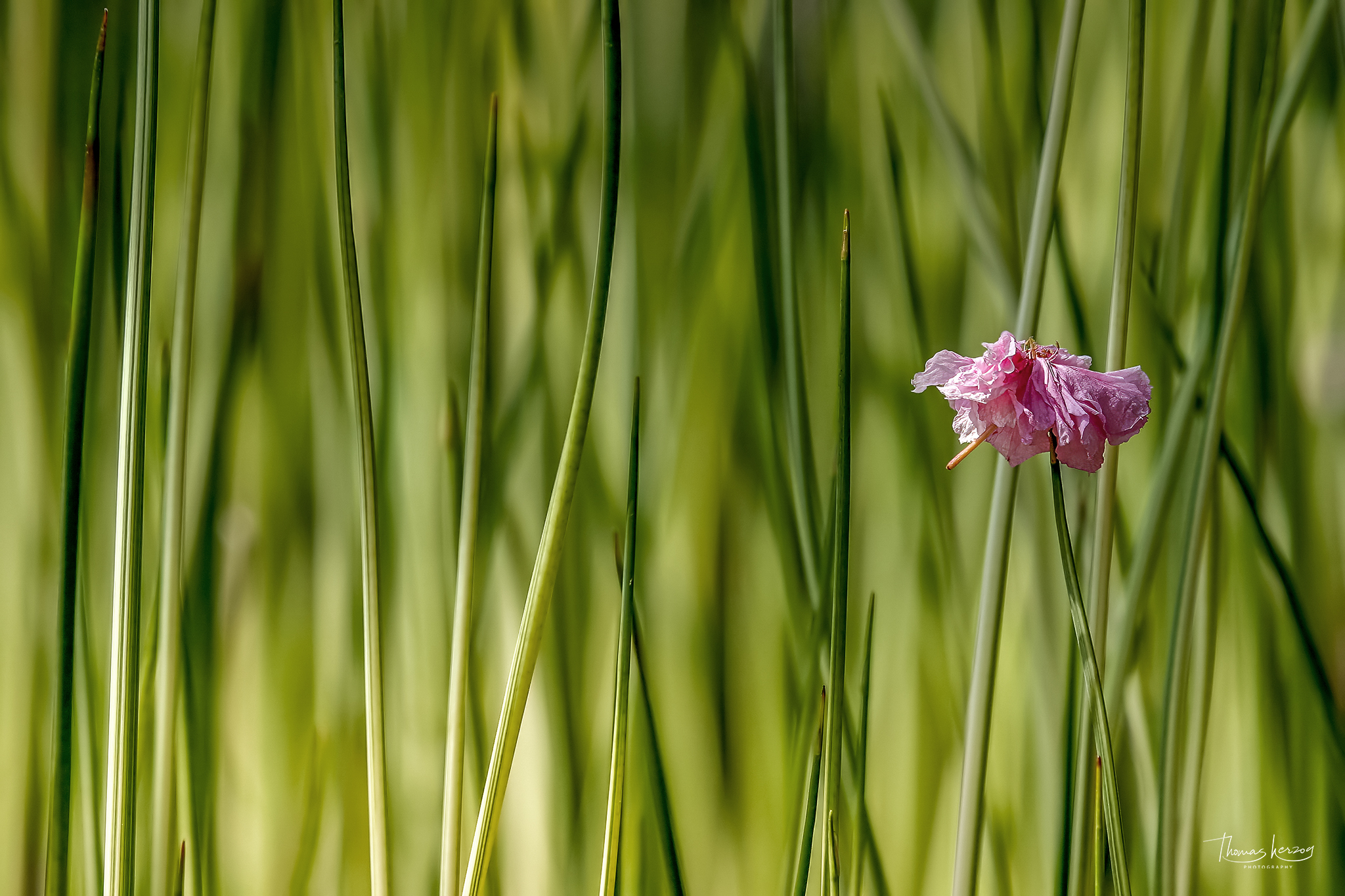 Wenn Blüte auf Binsen trifft