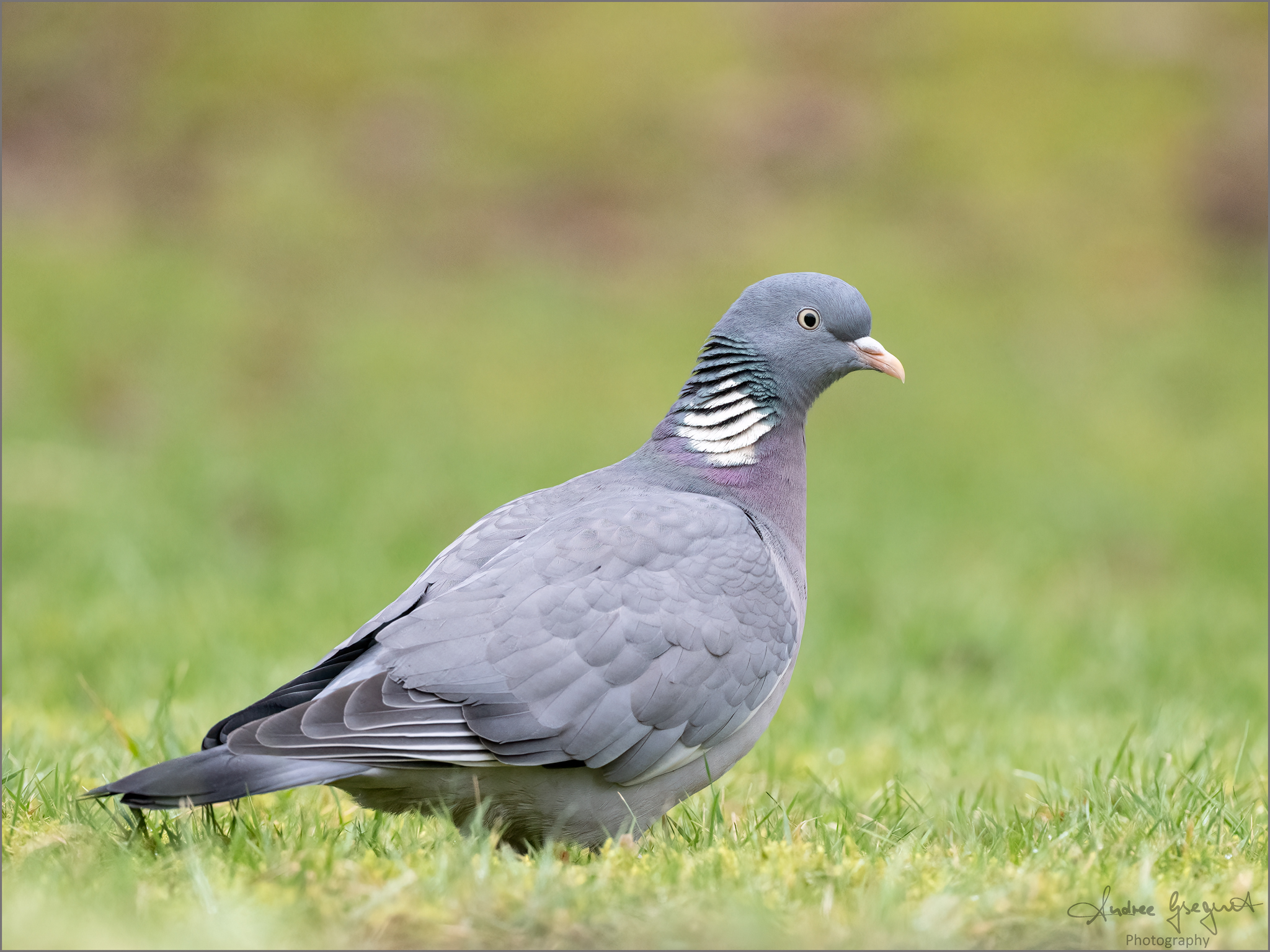 Columba palumbus