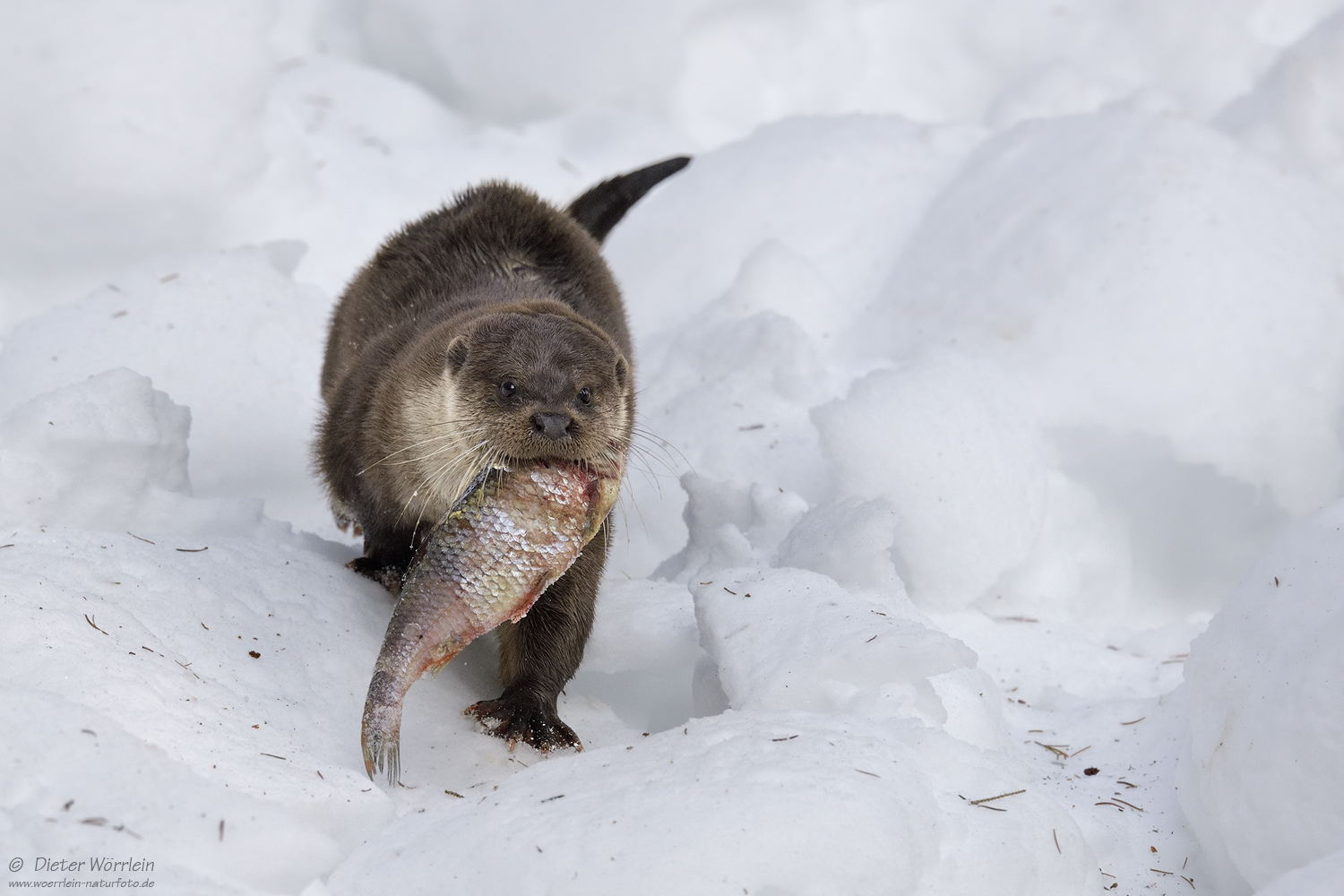 Fisch-Otter