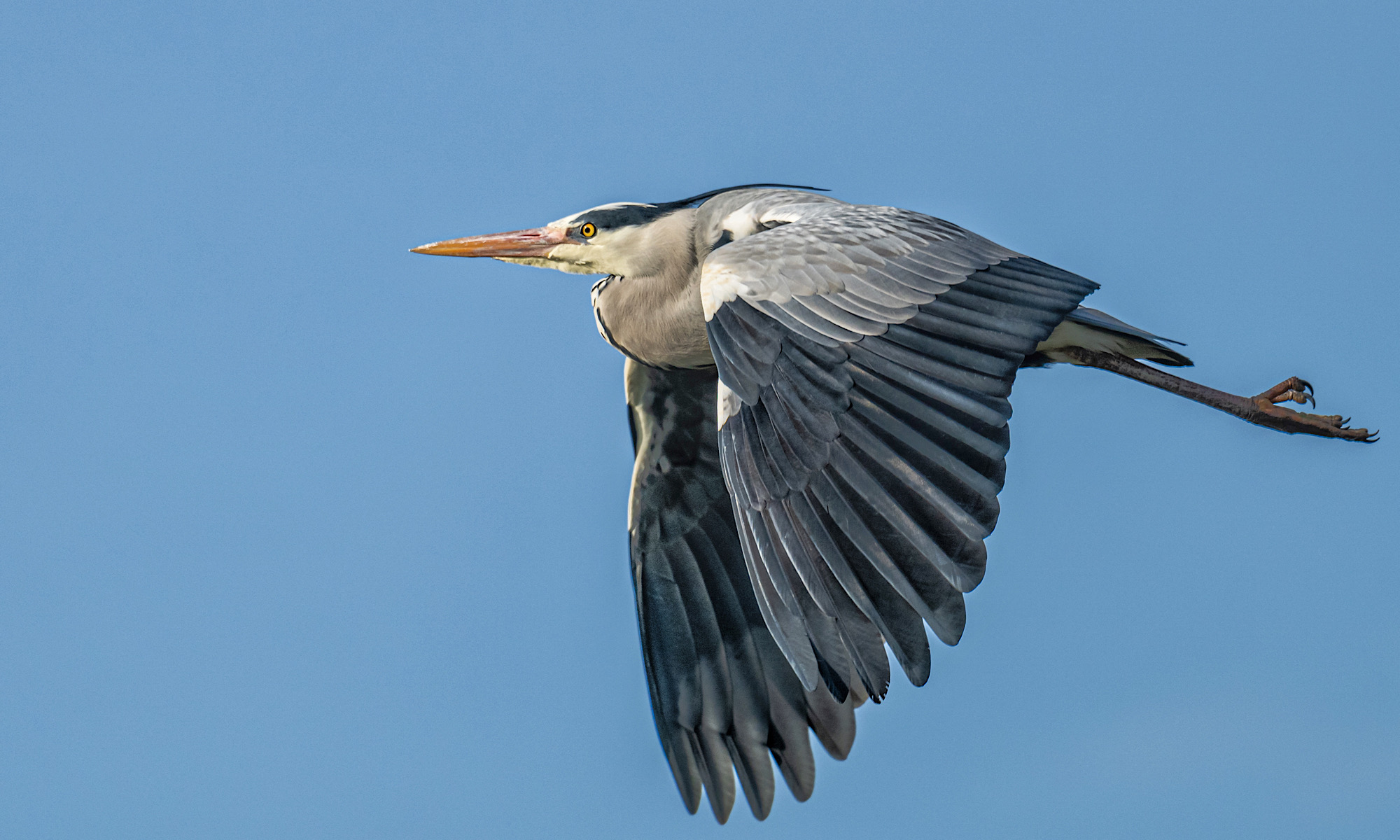 Kommt ein Vogel geflogen…