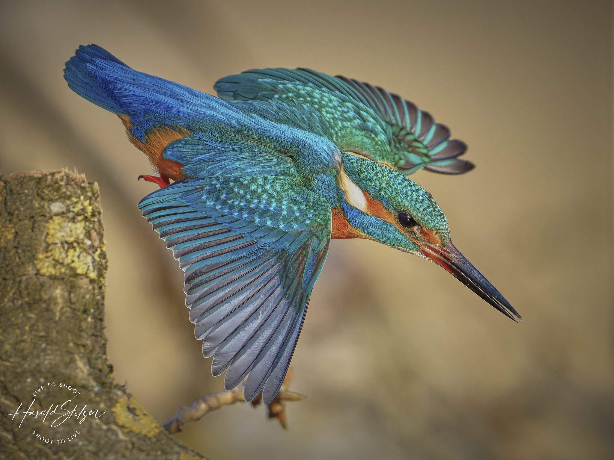 Eisvogel im Flug