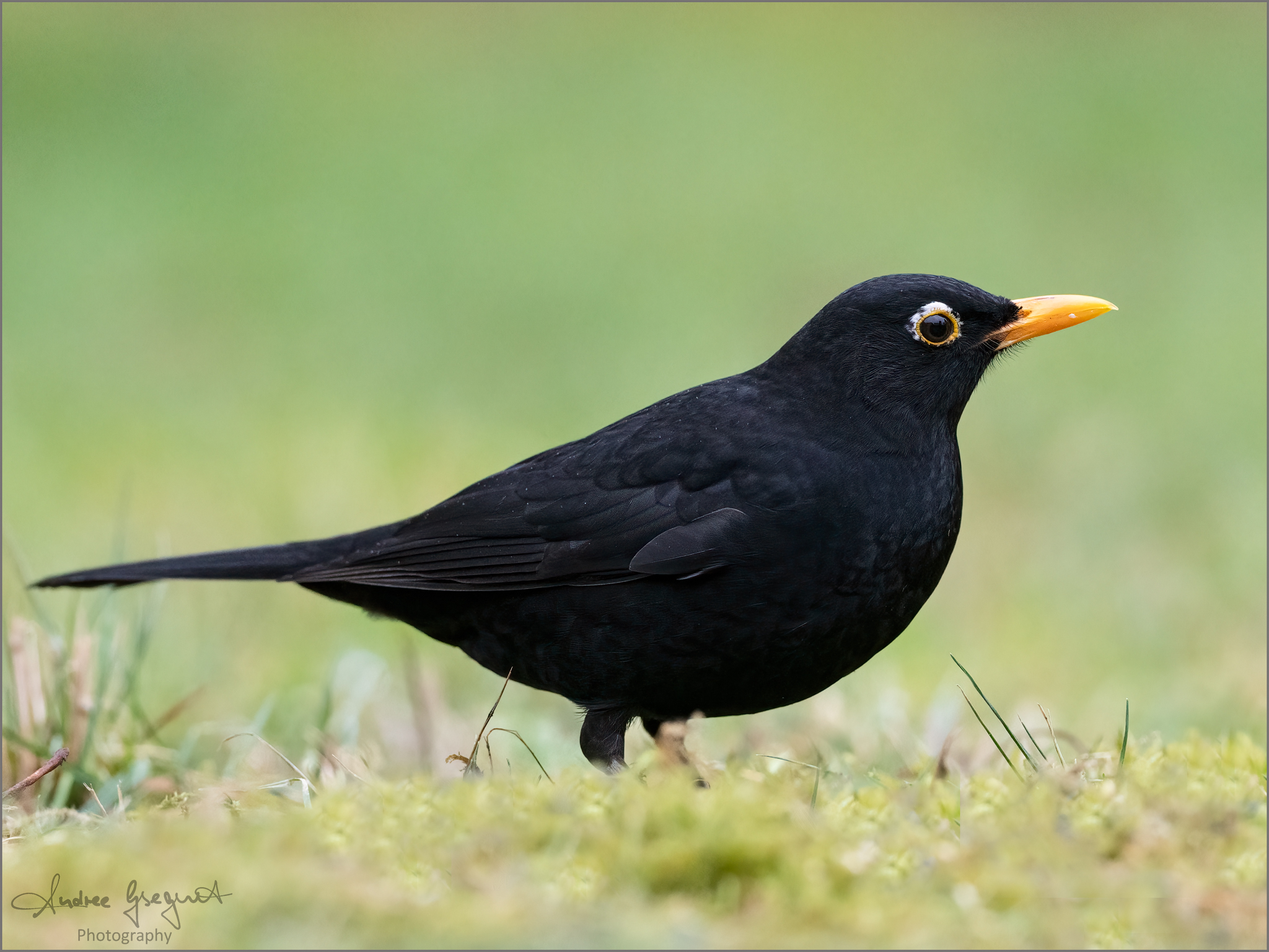 Blackbird