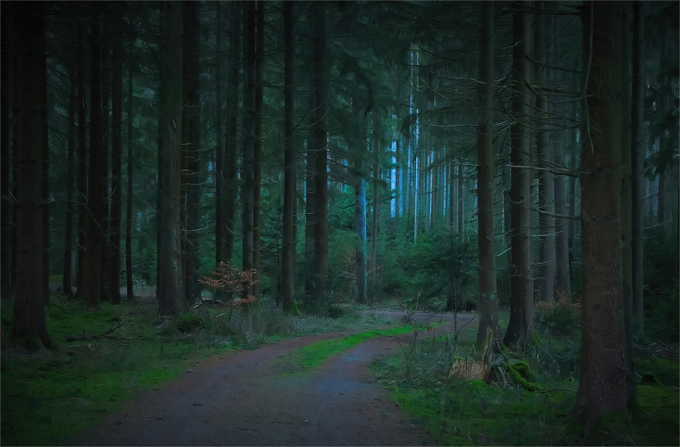 Wald in der Dämmerung