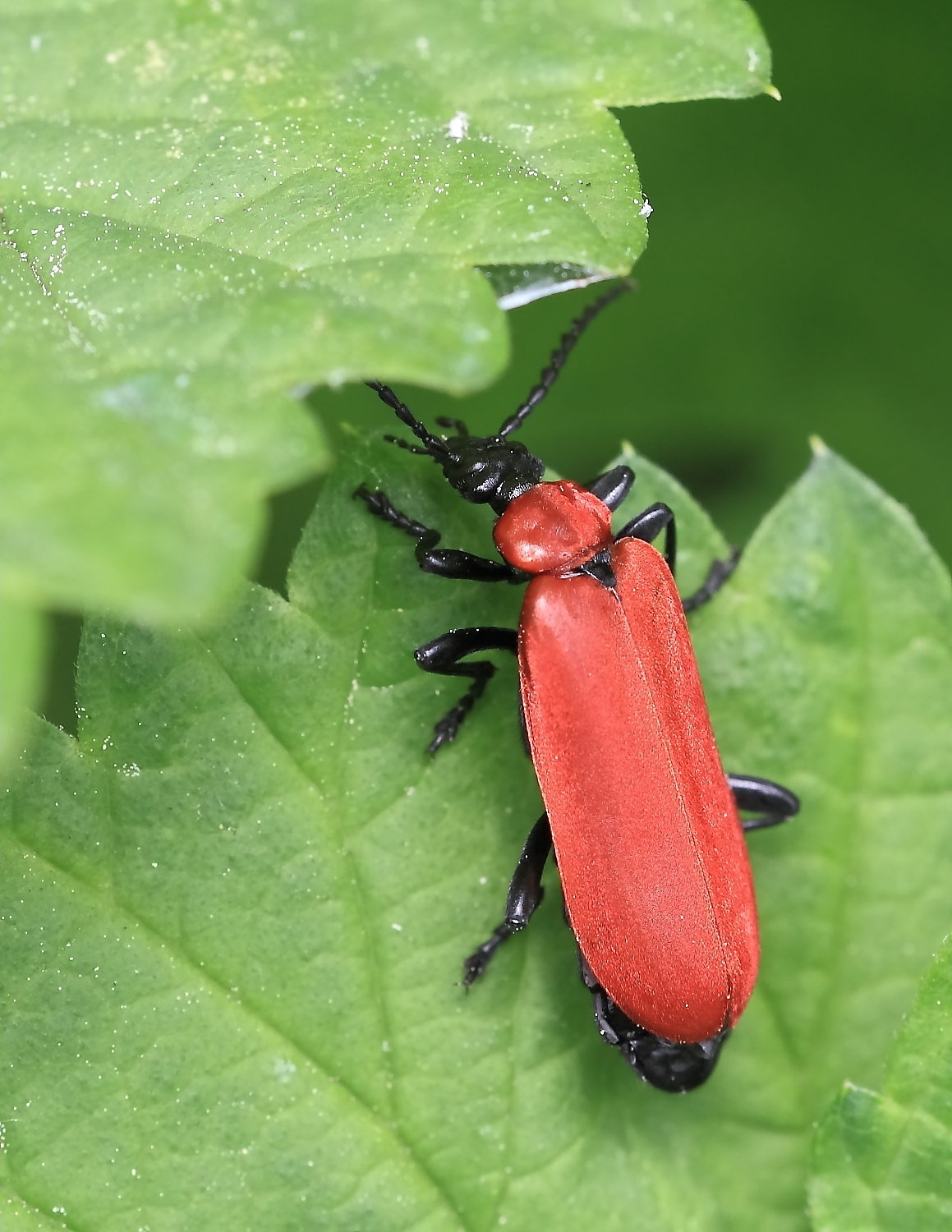 Feuerkäfer