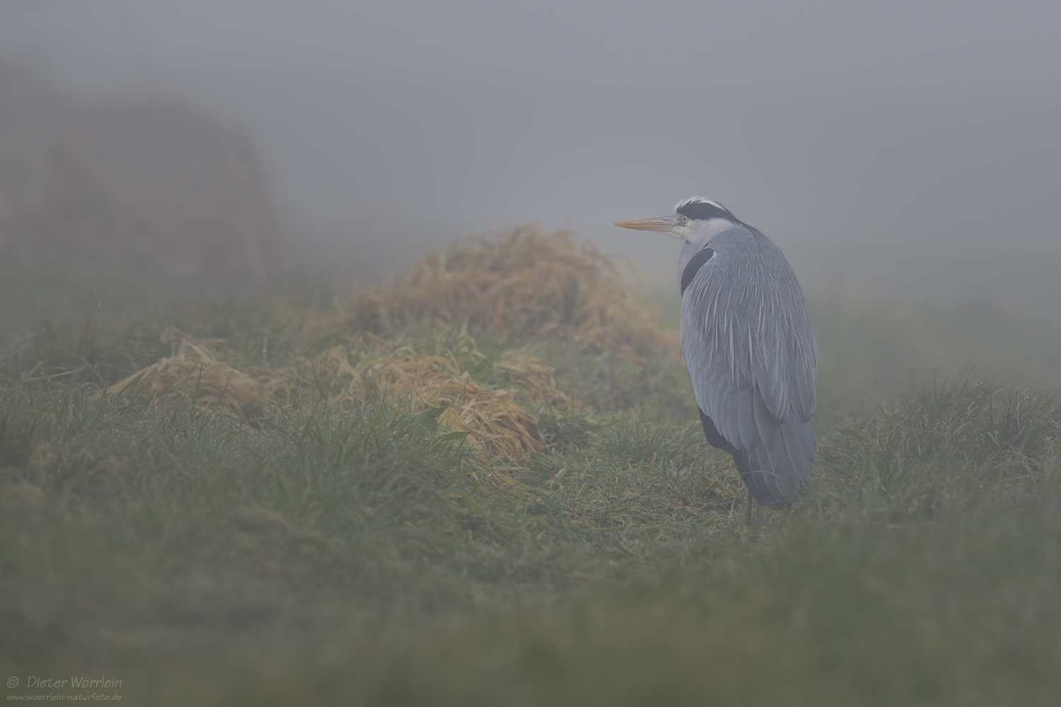 Morgennebel