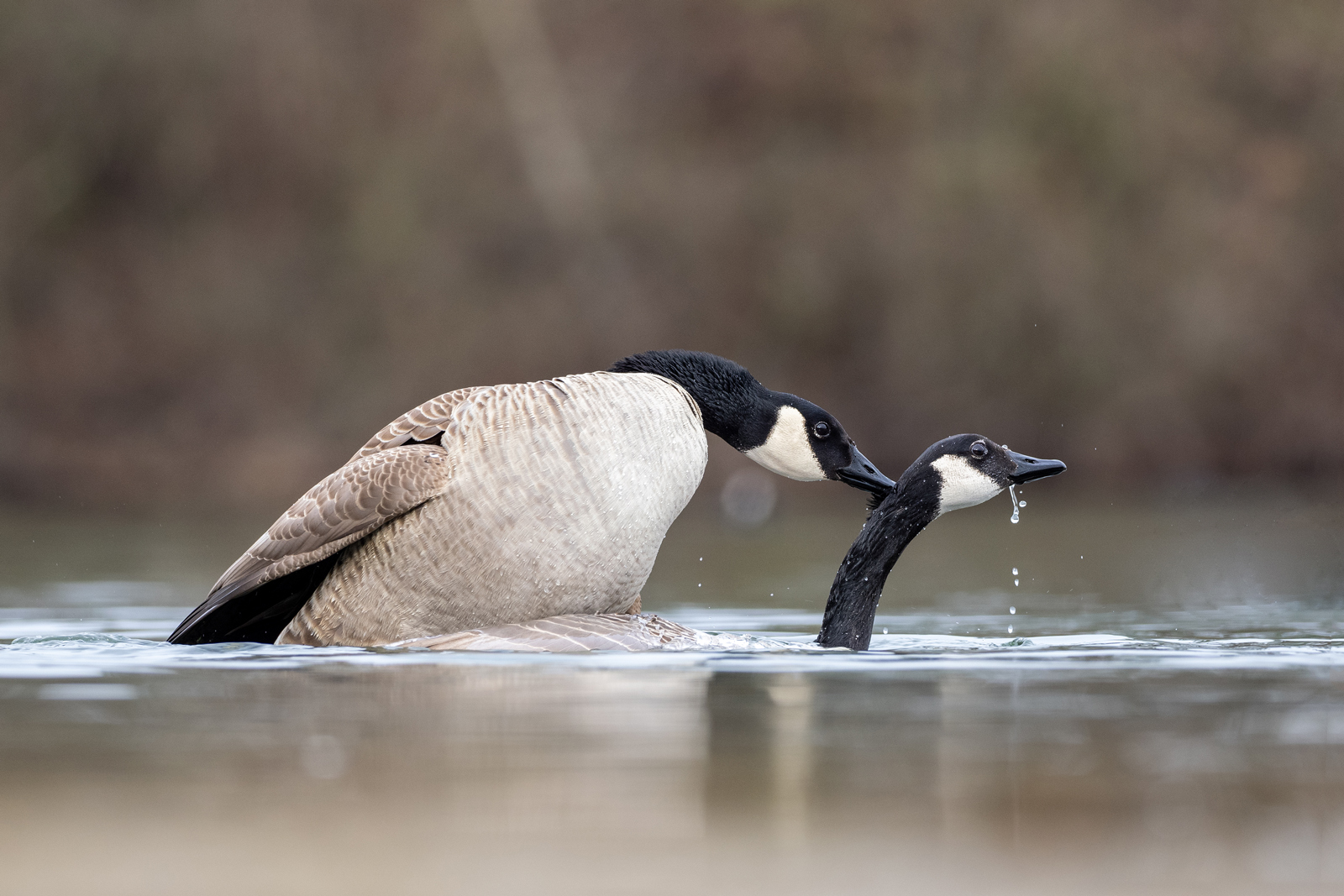 Kanadagänse (branta_canadensis)