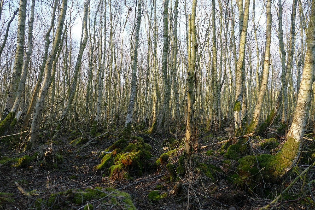 Birken-Moorwald