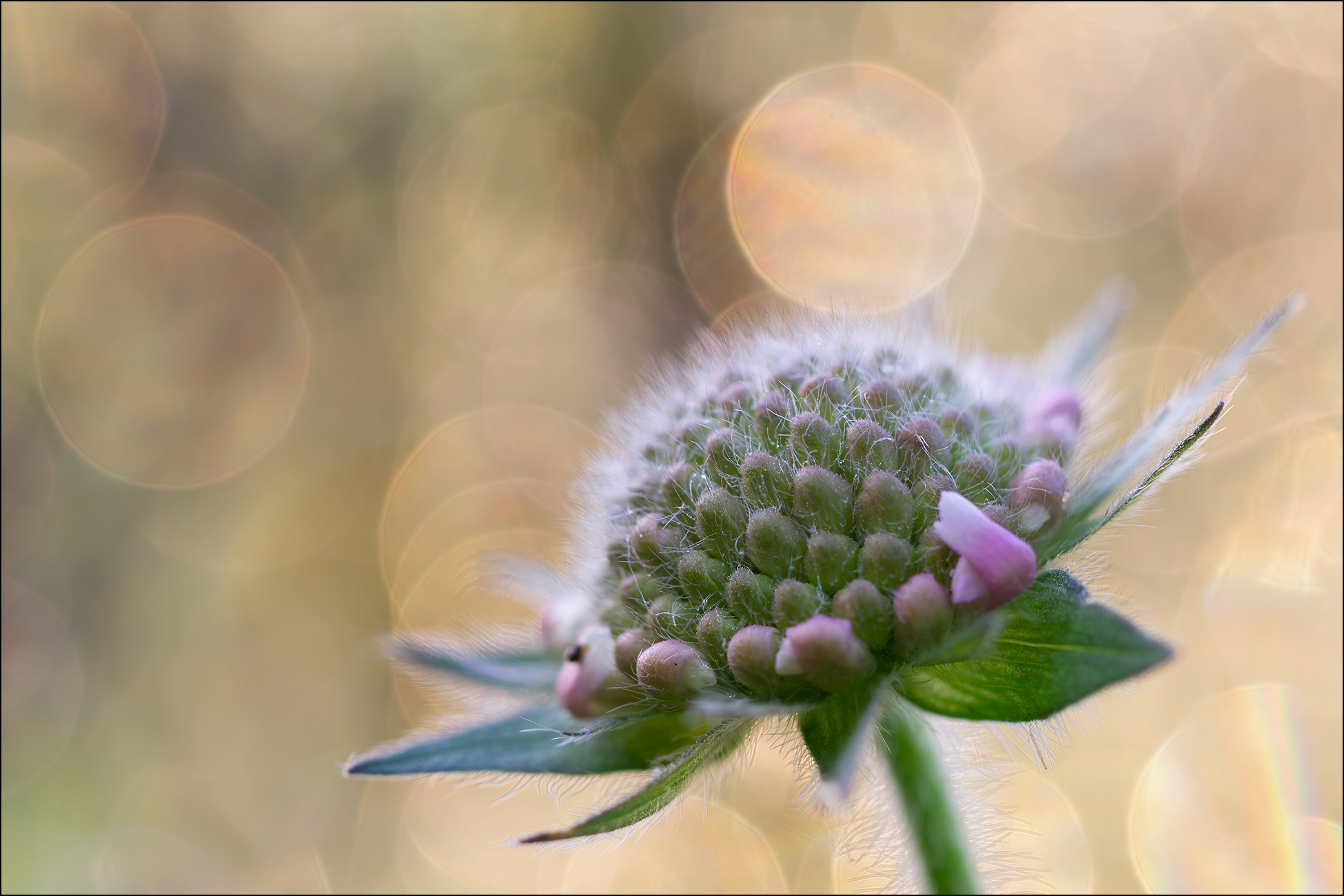 Licht & Bokeh