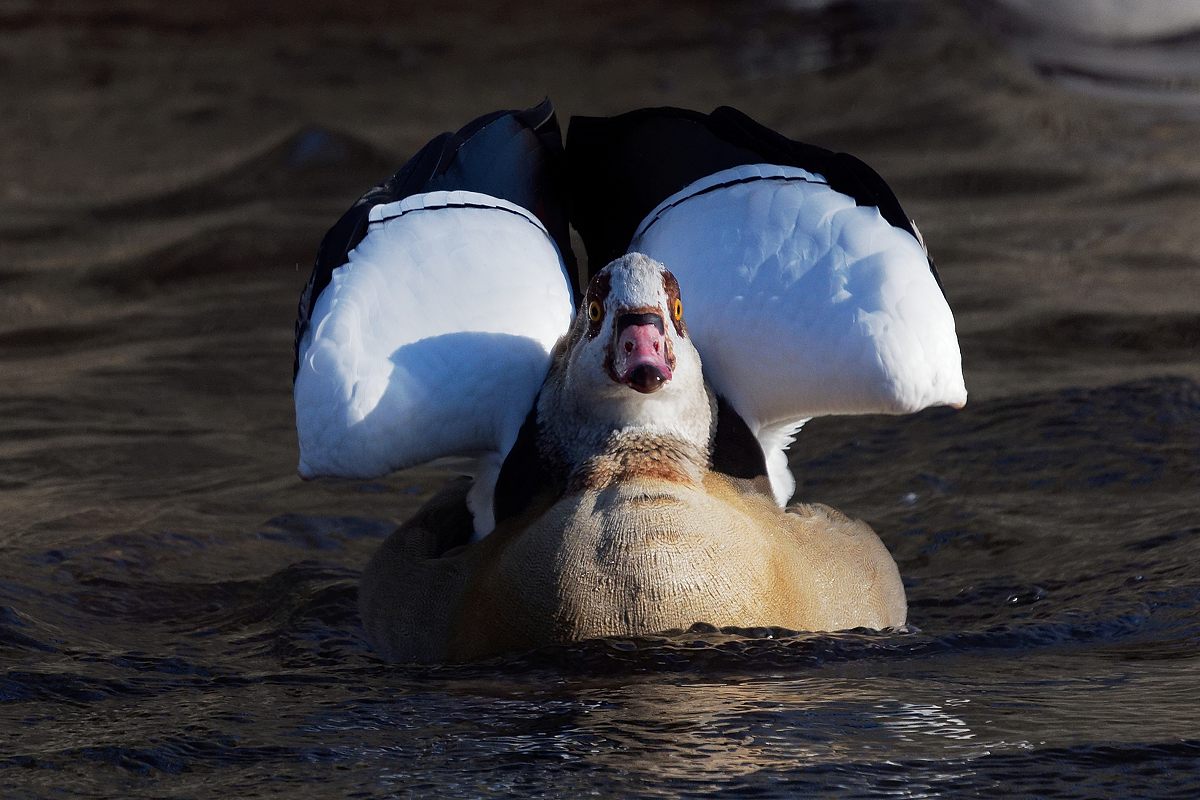 Nilgans...