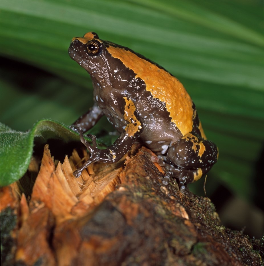 Uperodon triangularis