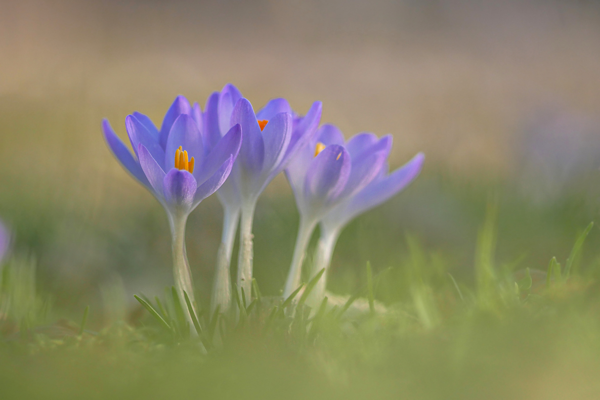 im Südharz war gestern Vorfrühling