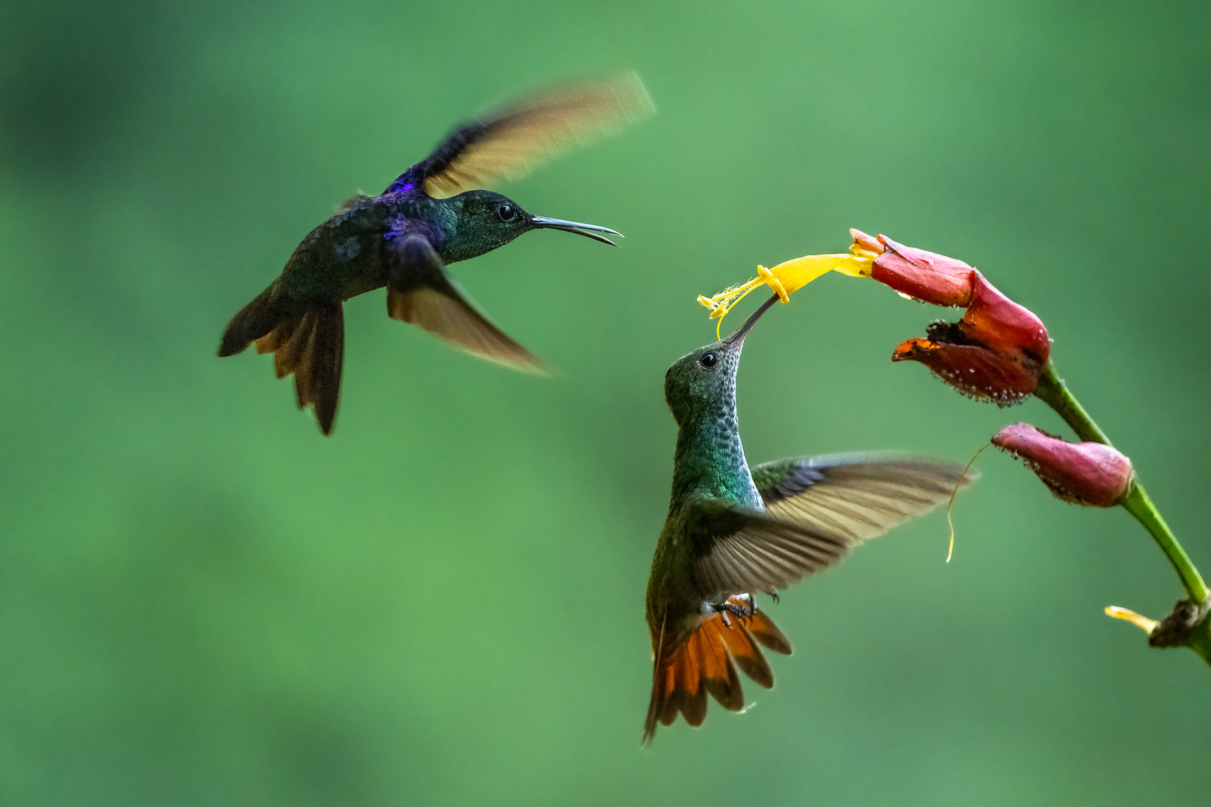 Und Action!! (Forum für Naturfotografen)