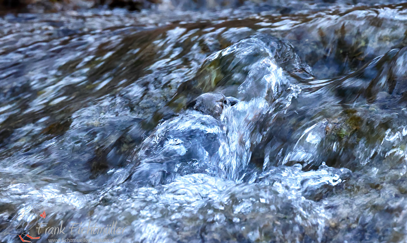 Wasseramsel