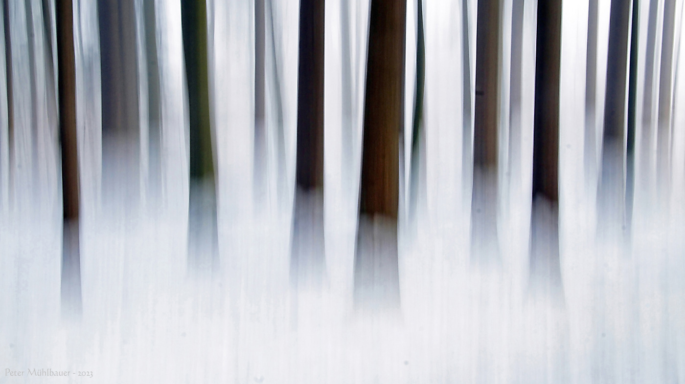 Winterwald gewischt