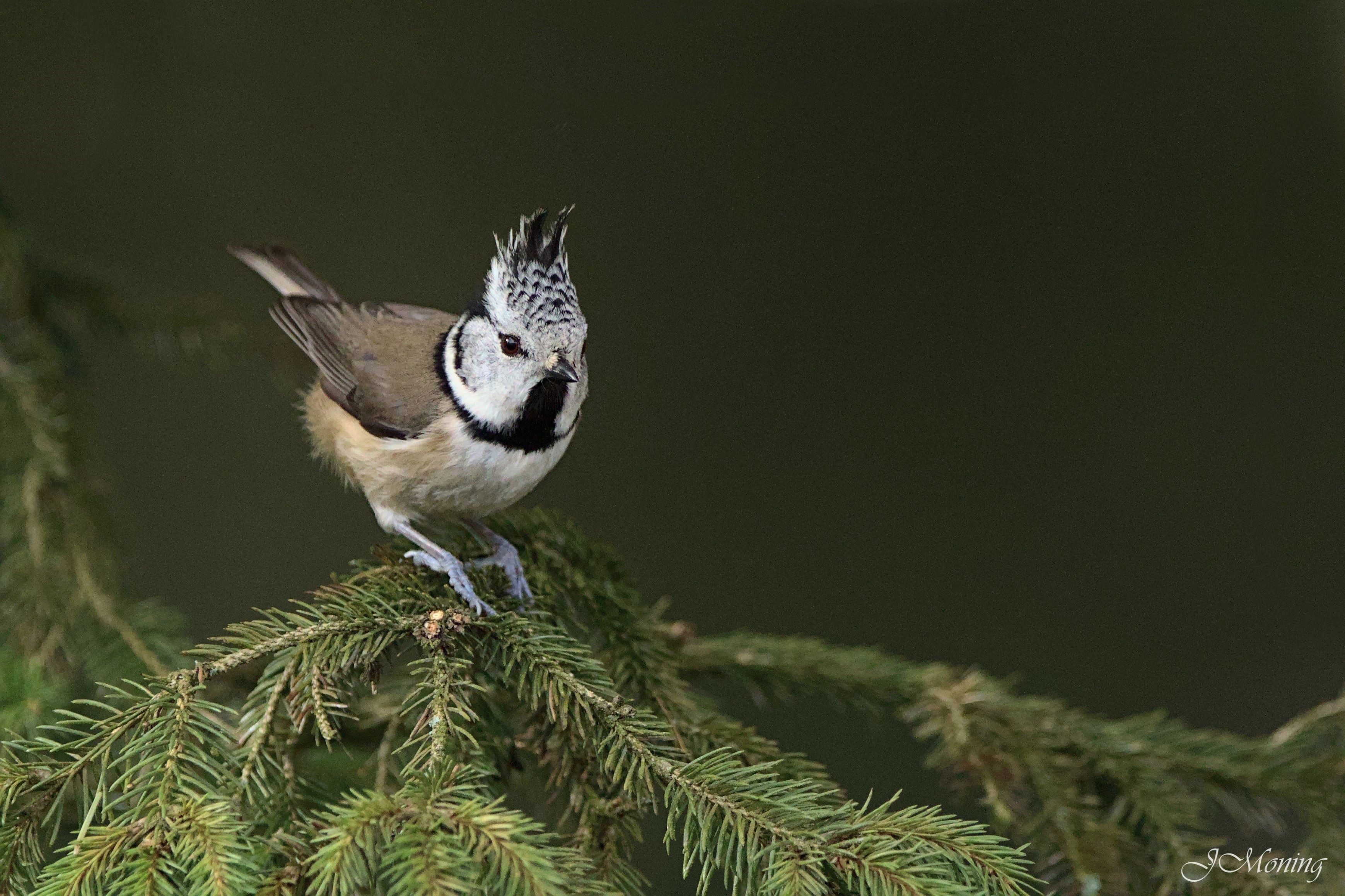 Haubenmeise (Lophophanes cristatus)