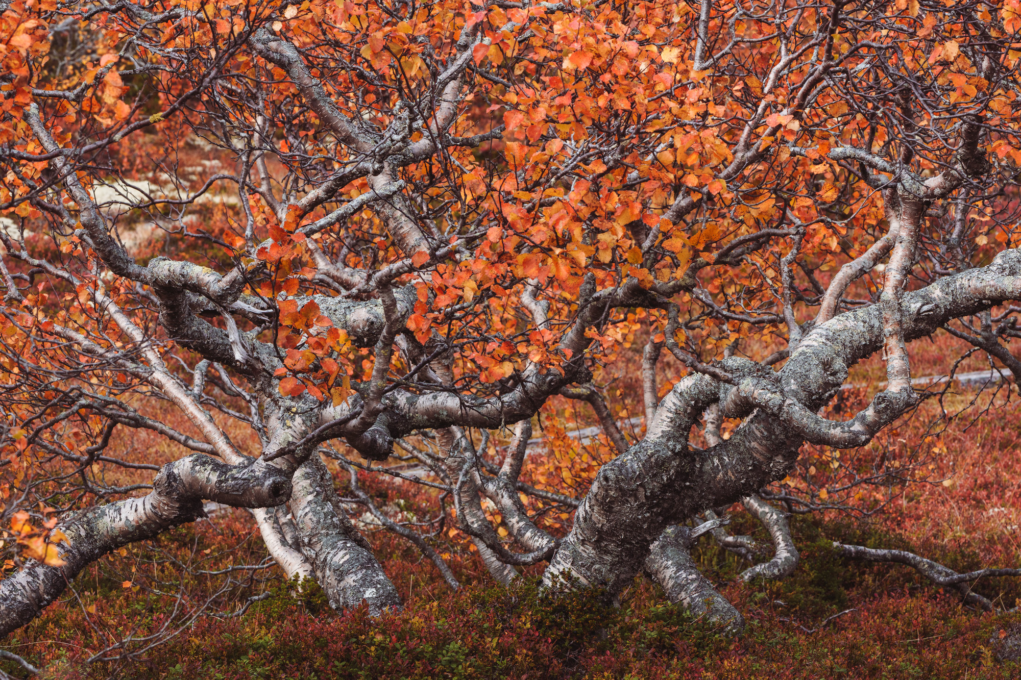 Birken im Herbst