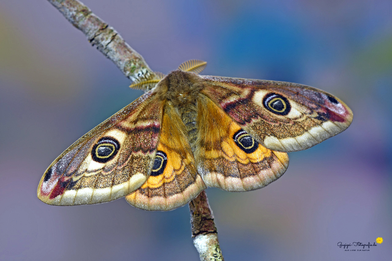 Kleines Nachtpfauenauge (Saturnia pavonia) ...