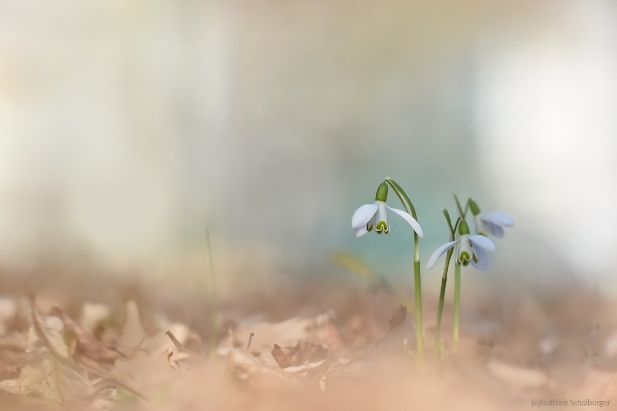 Galanthus light