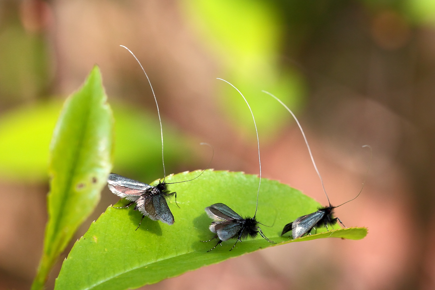 Adela reaumurella