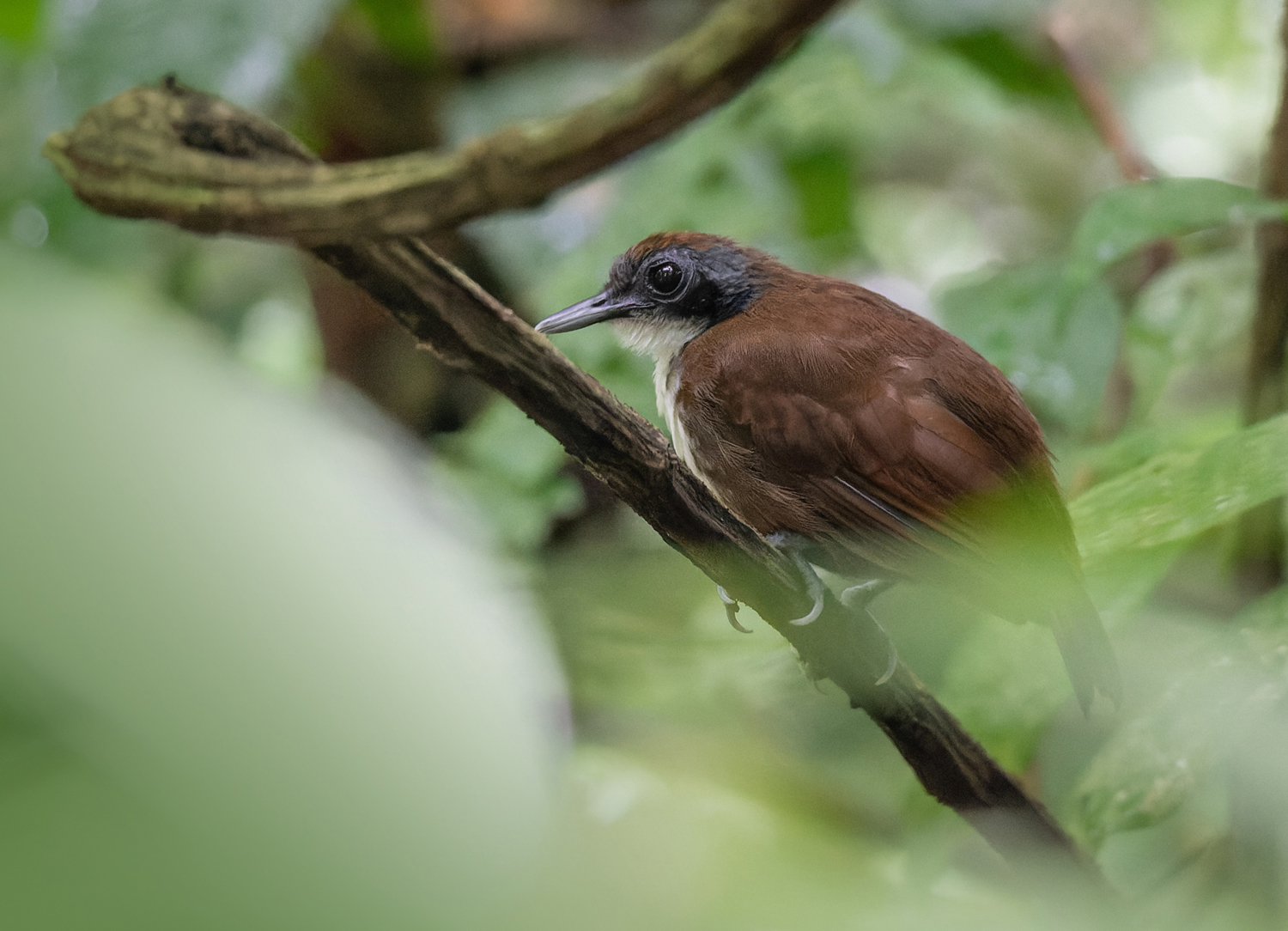 Bicolored Antbird