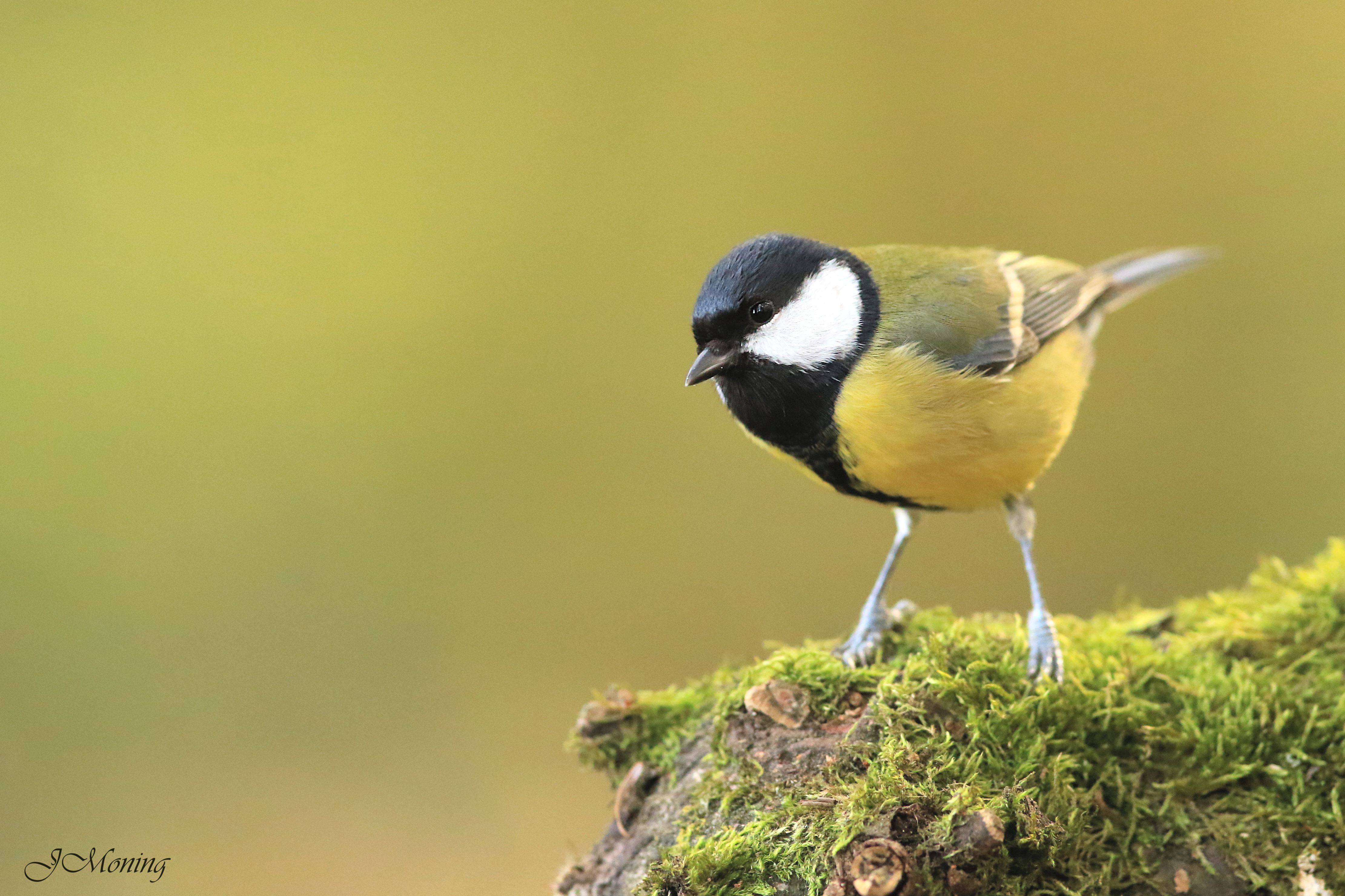 Kohlmeise (Parus major)