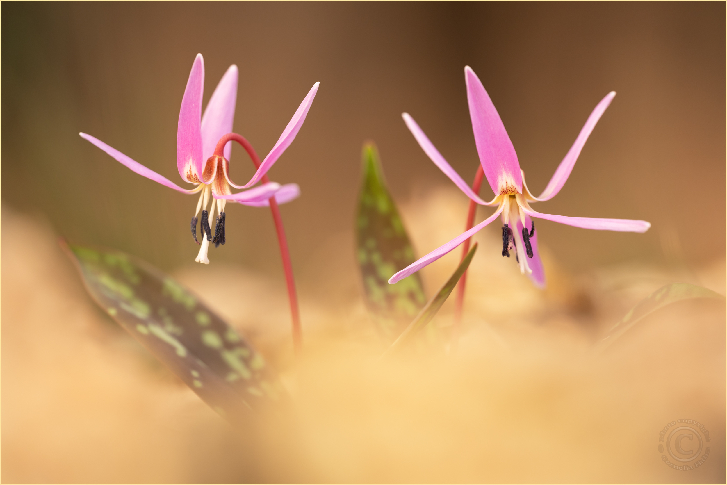 Hunds-Zahnlilie (Erythronium dens-canis)