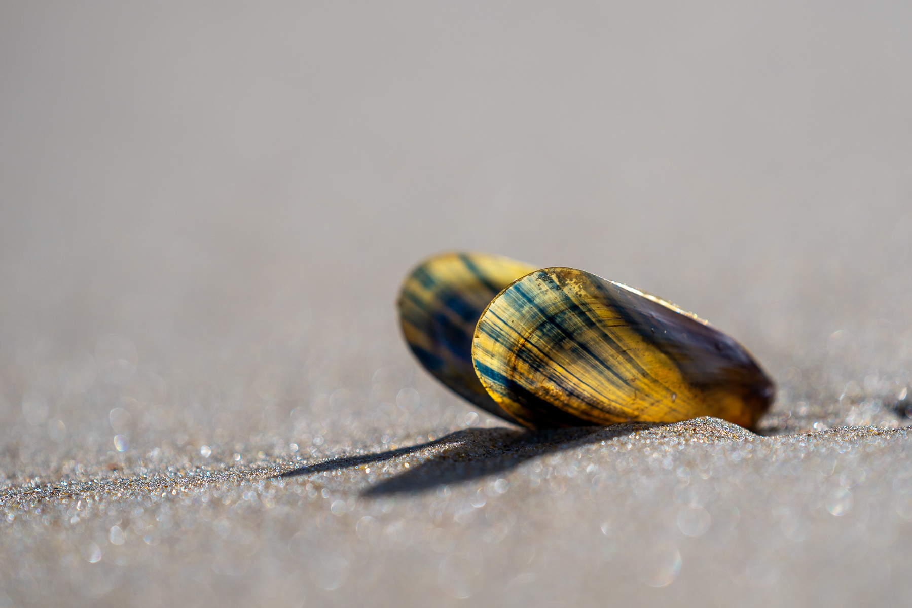 Nur eine Miesmuschelschale