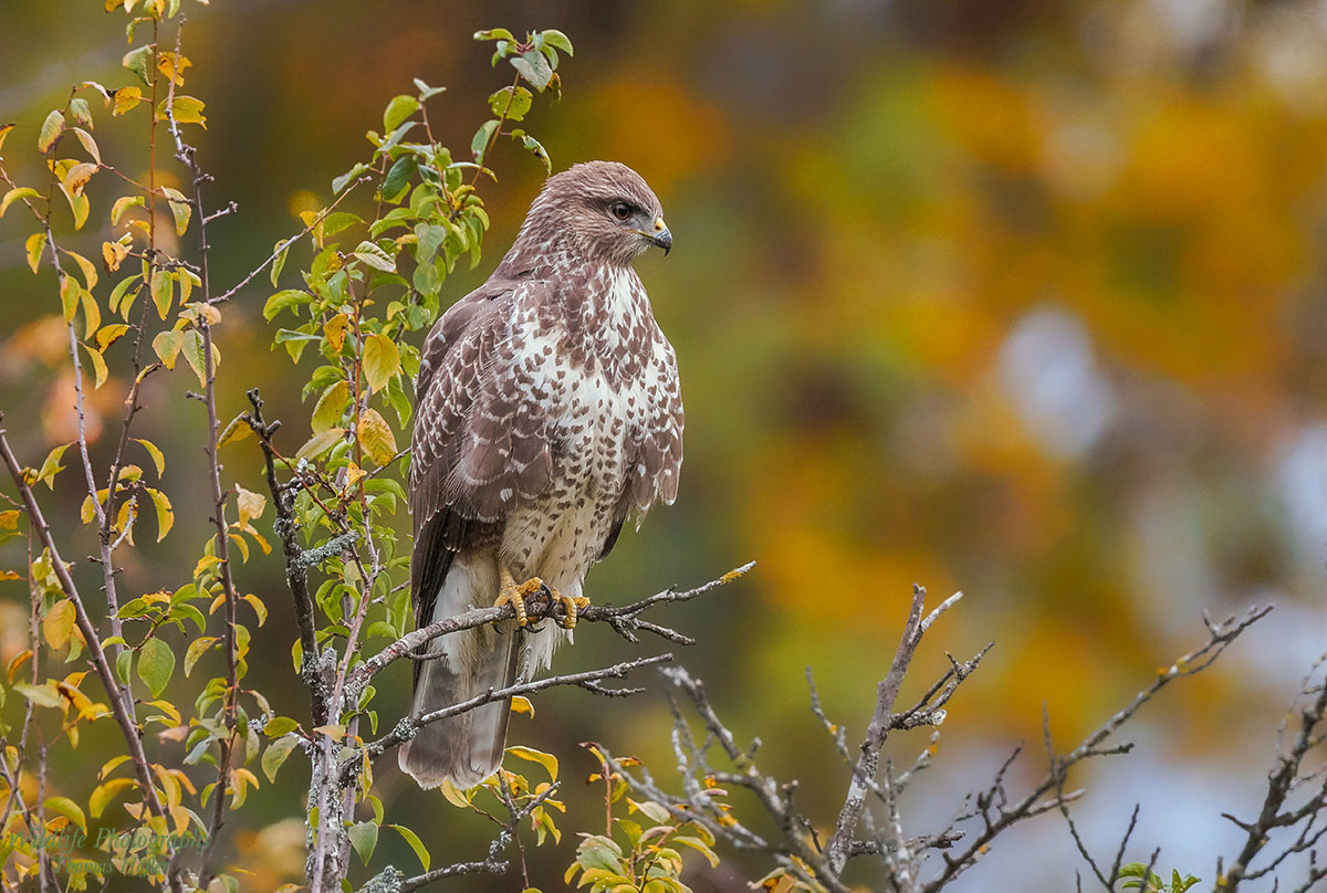 Bussard