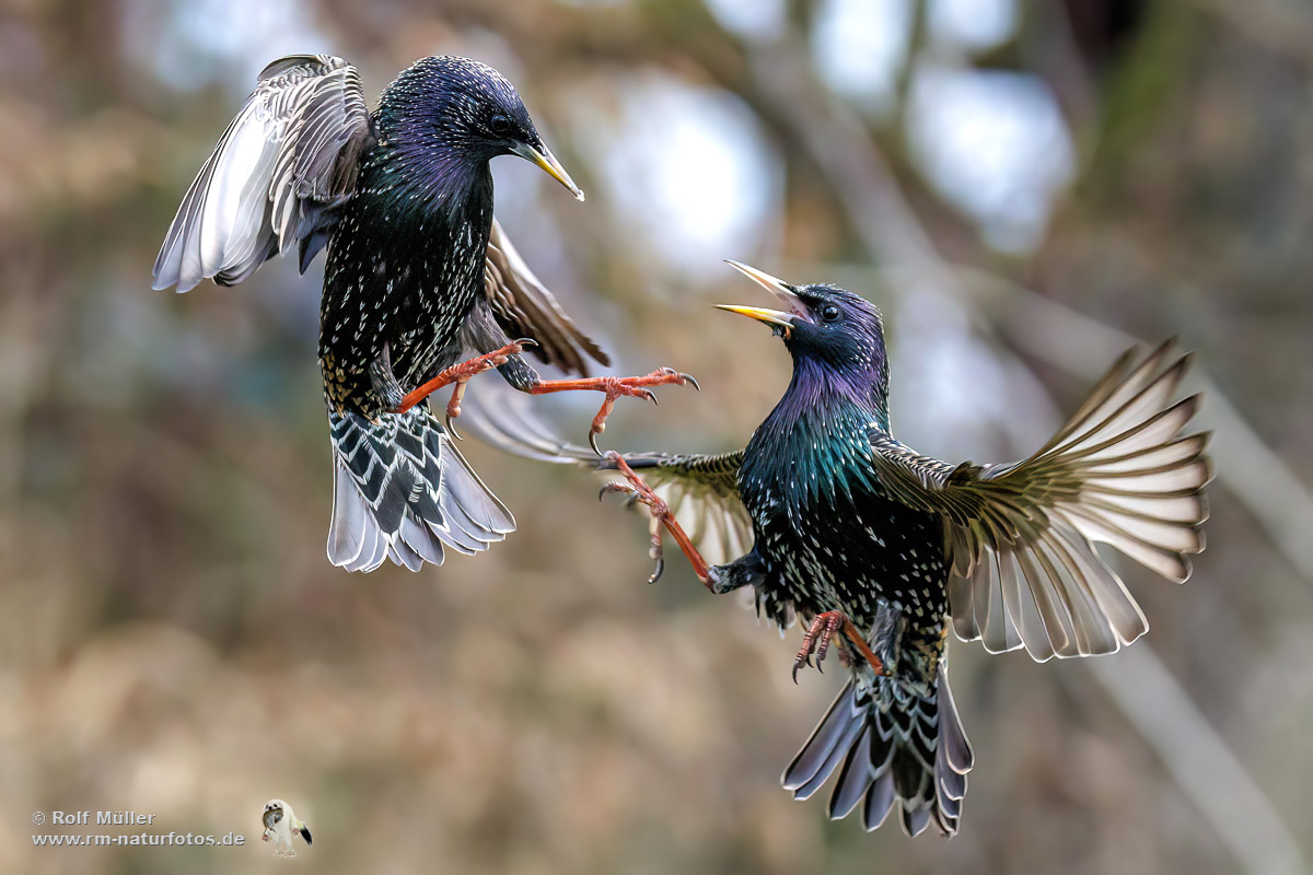 Stare (Sturnus vulgaris) streiten sich