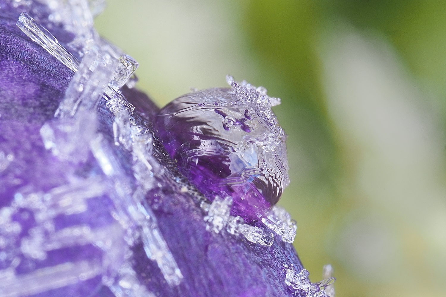 Krokus on the rocks