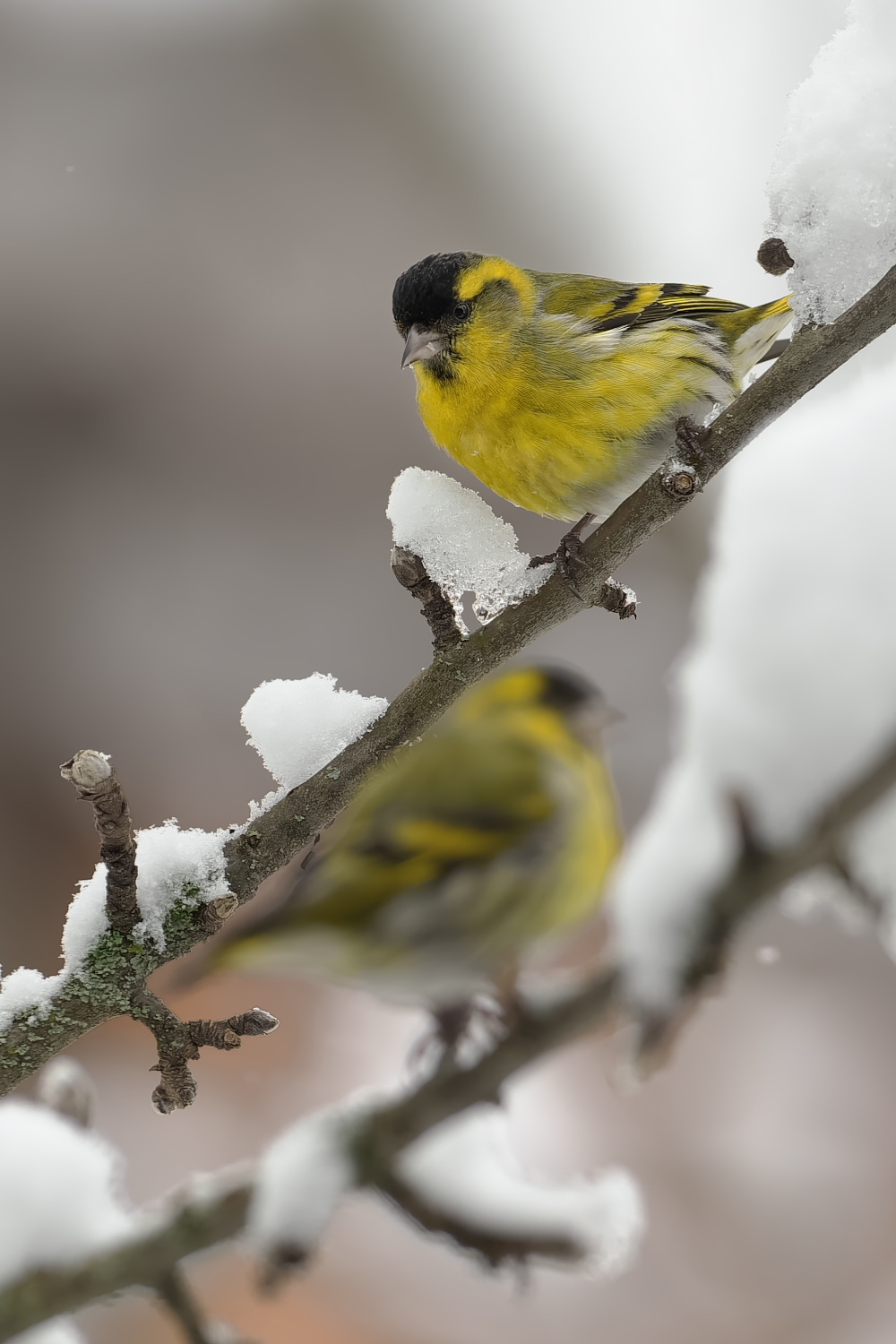 Mit dem Schnee