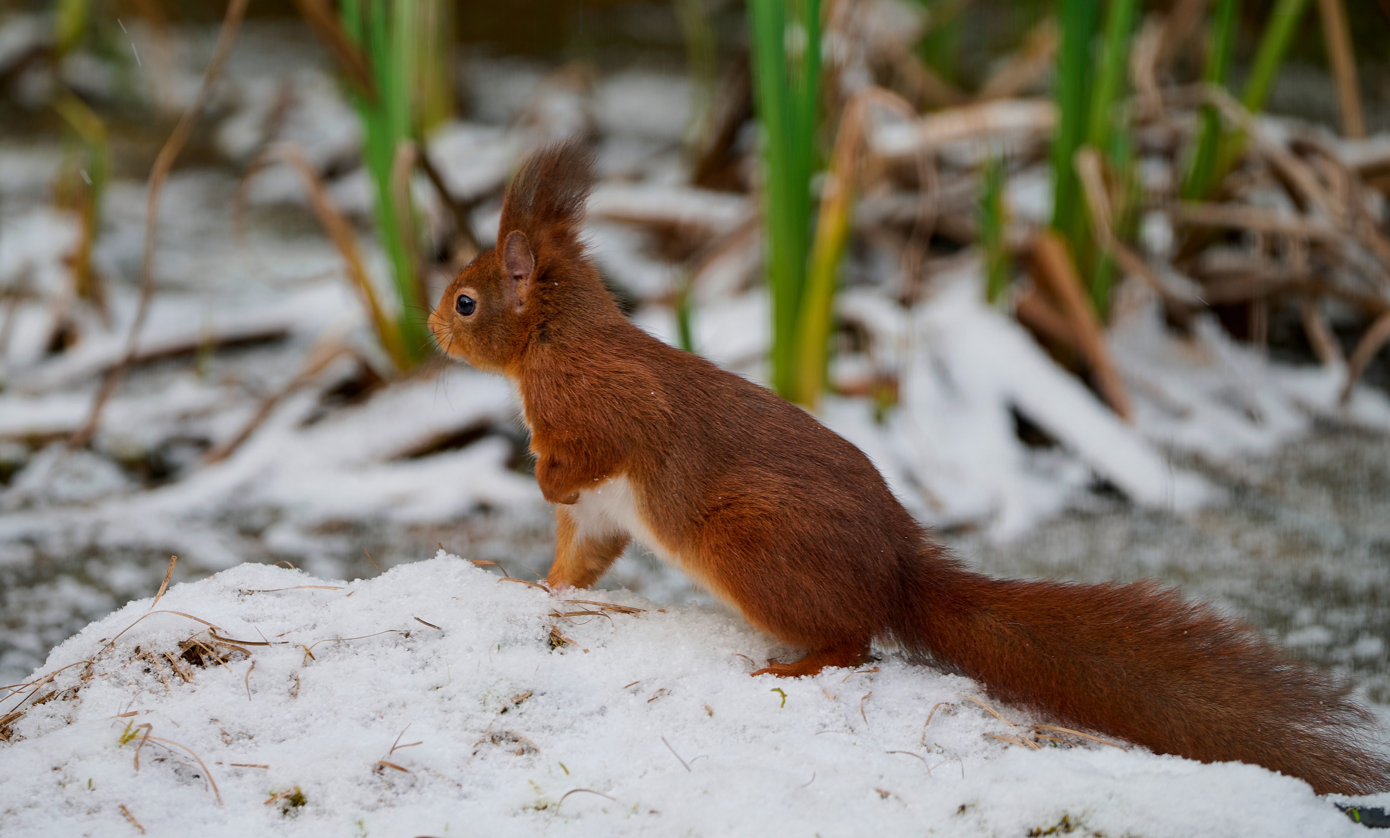 Eichhörnchen