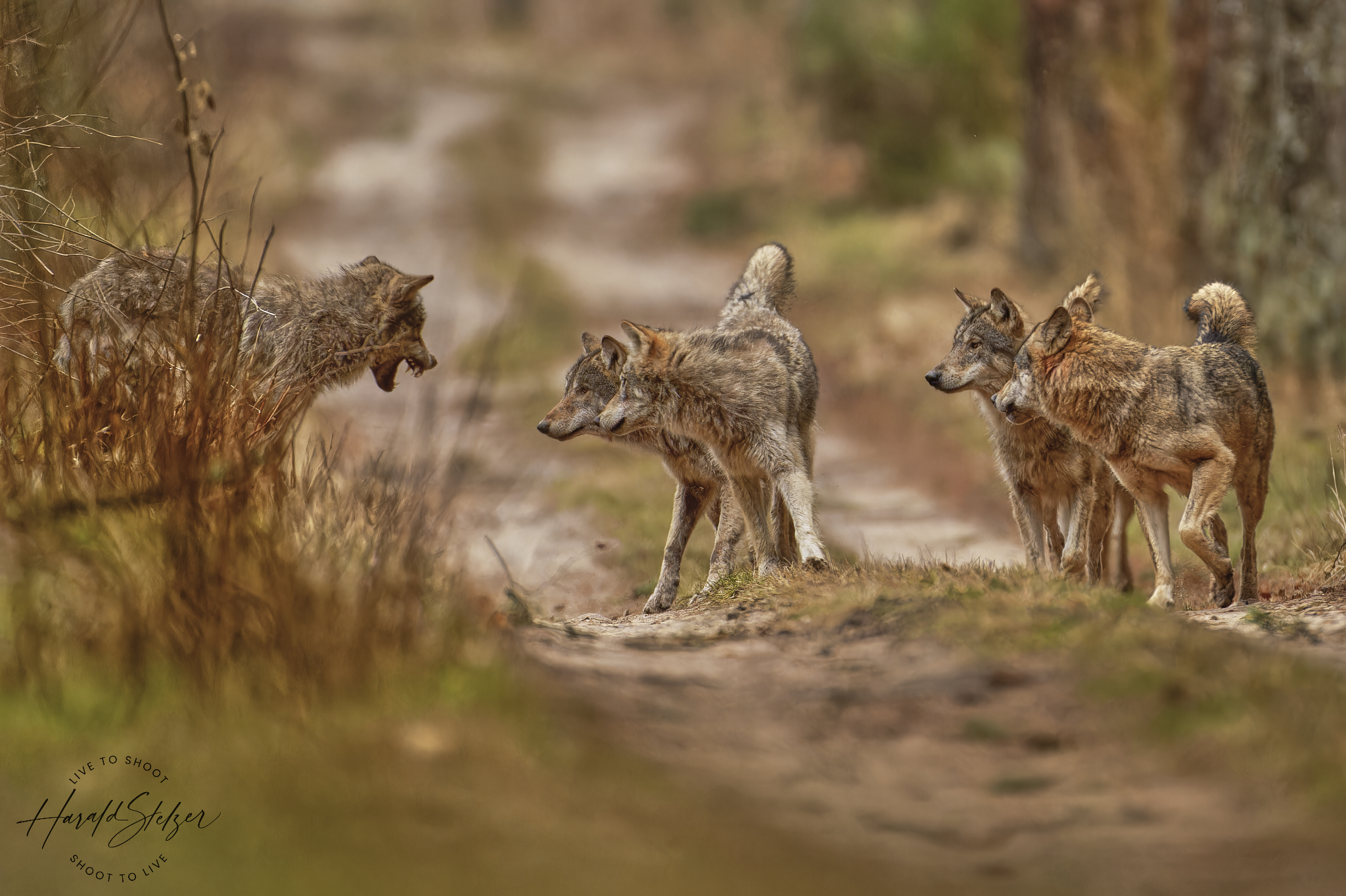 Wer fürchtet sich vorm bösen Wolf?