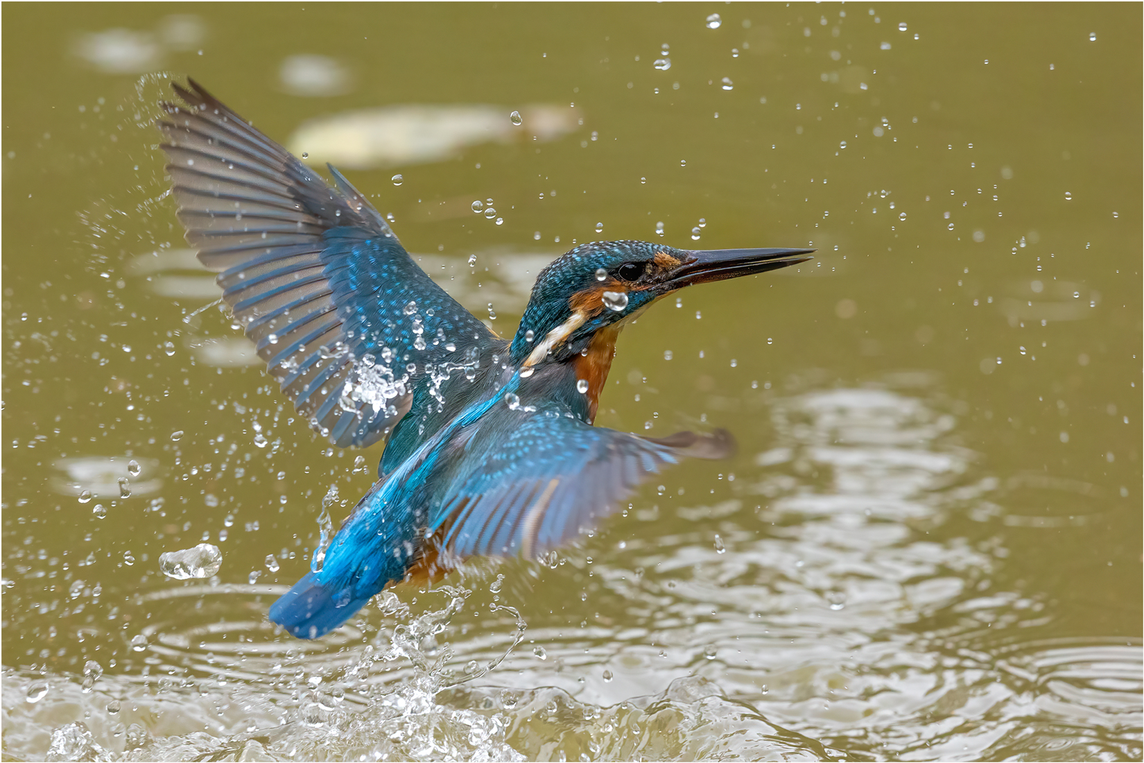 Eisvogel