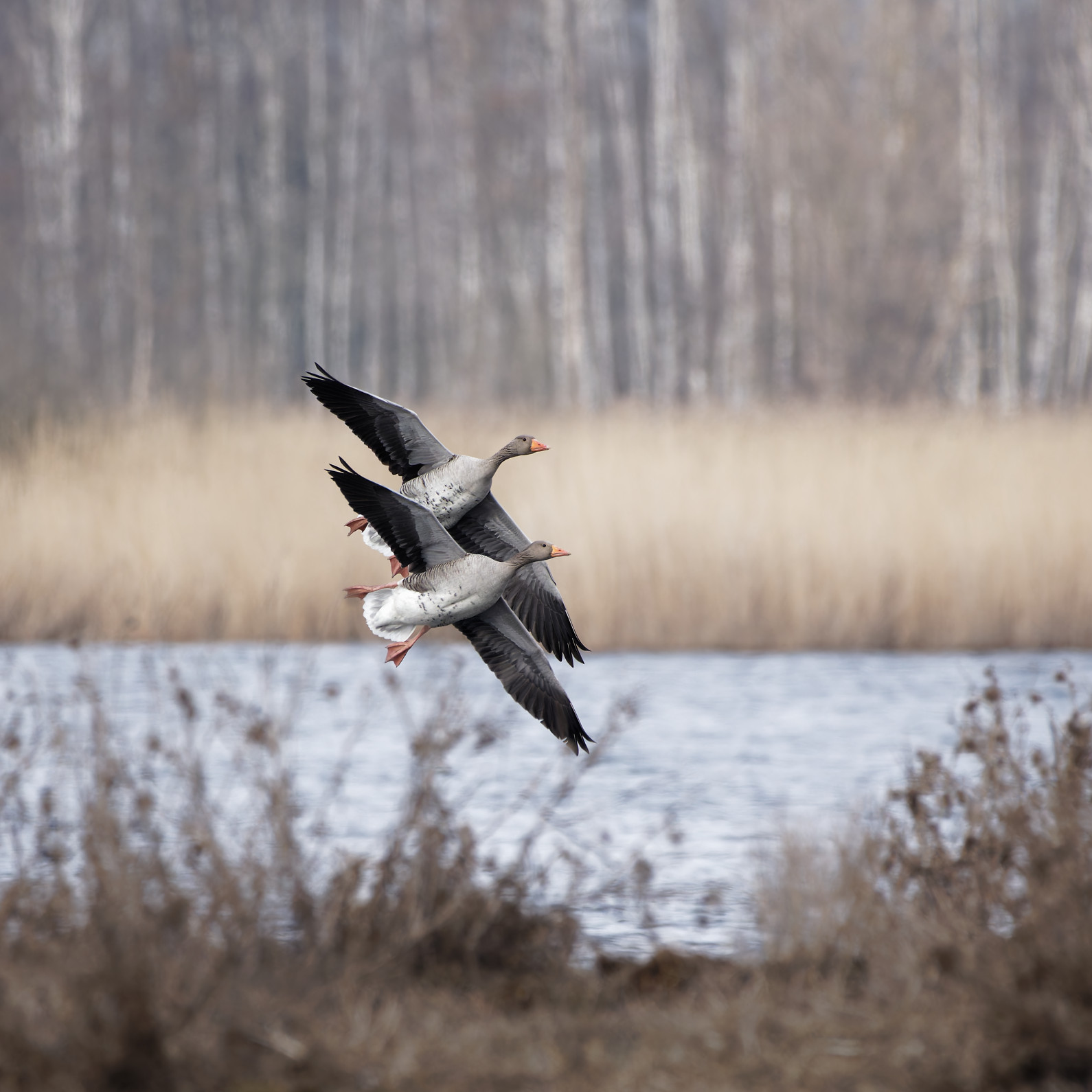 Synchronflug