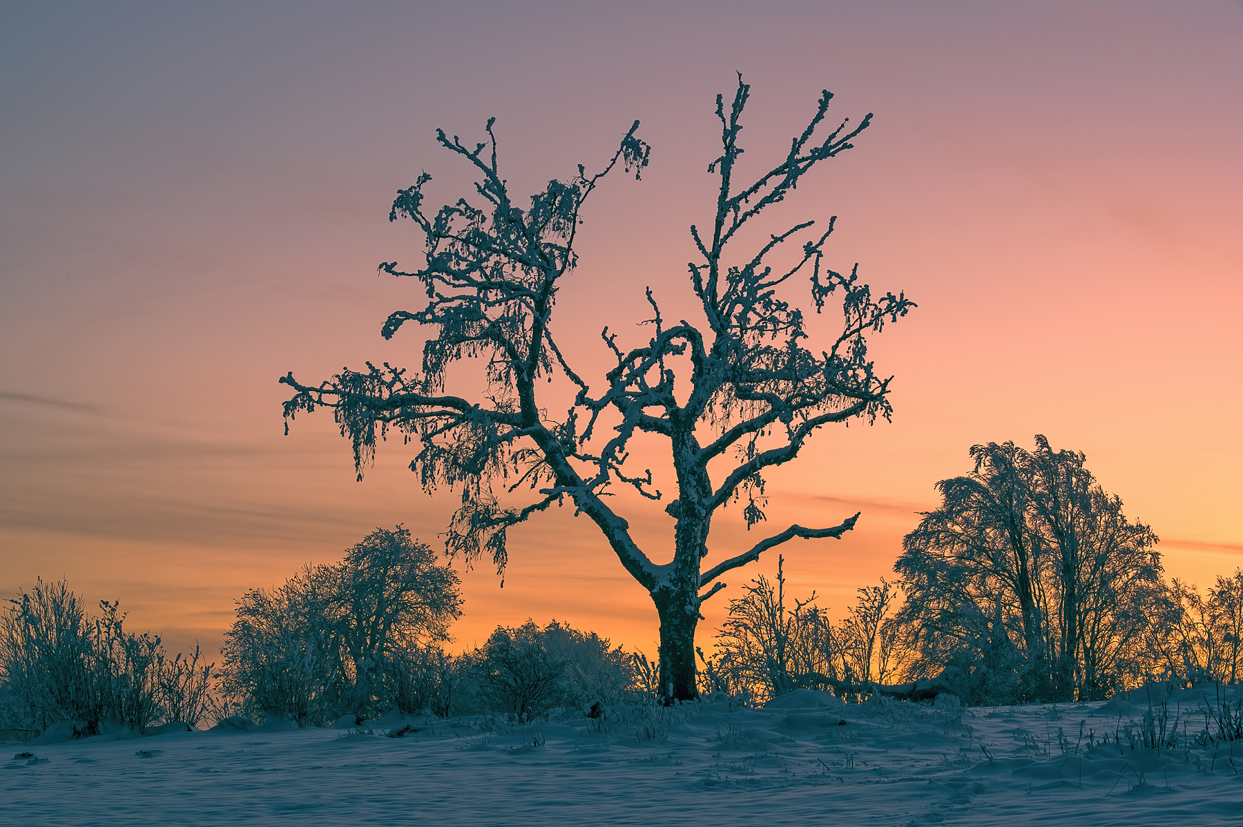 Birke und Winterhimmel