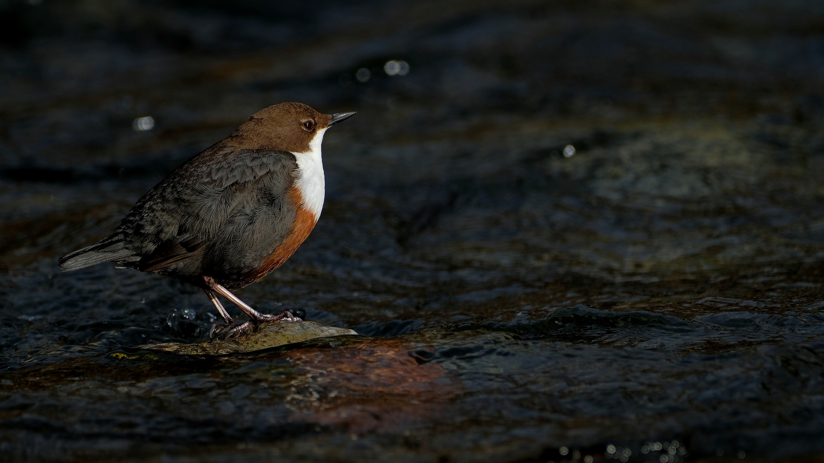 Wasseramsel